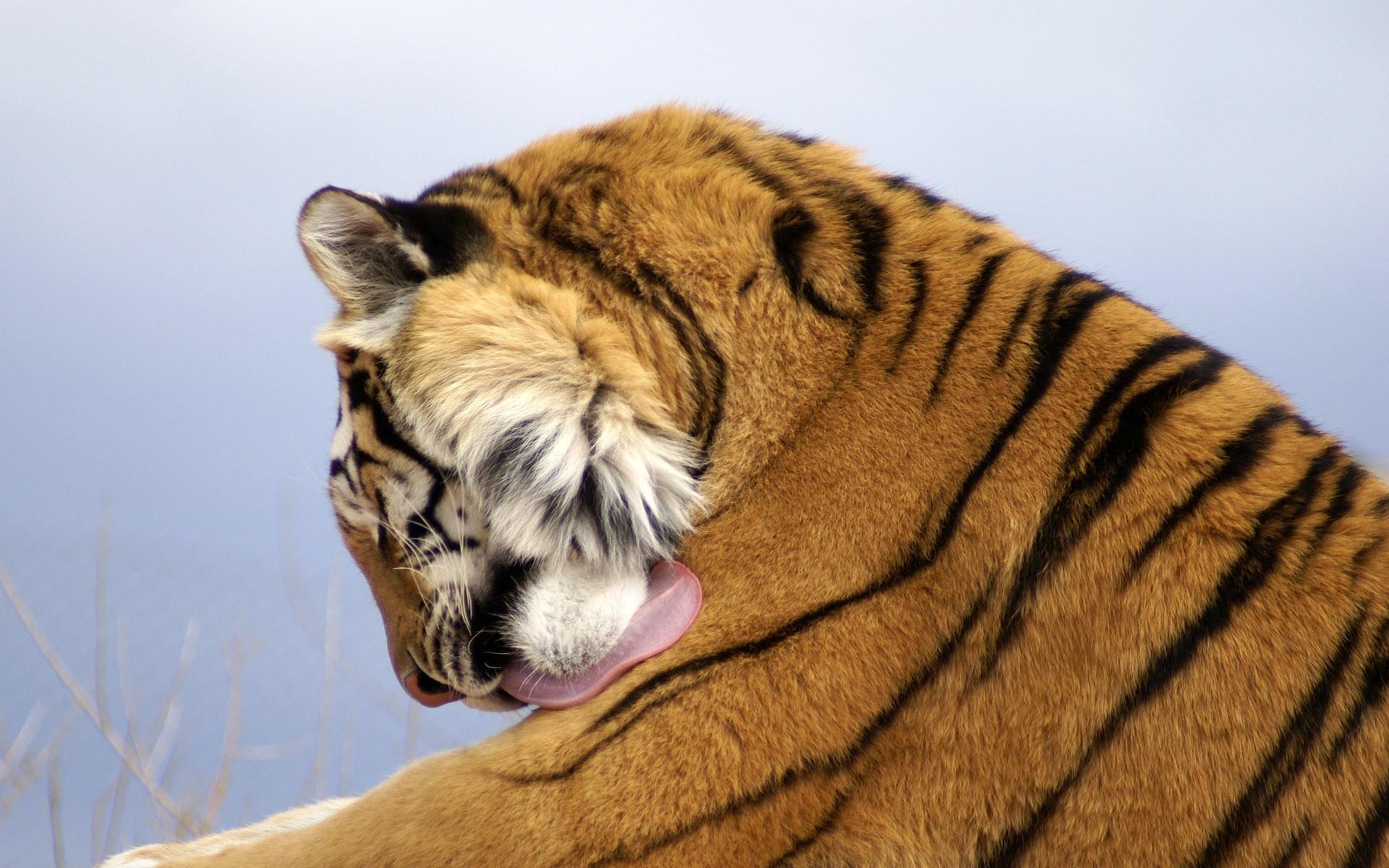 Image Of Tiger Face Download
