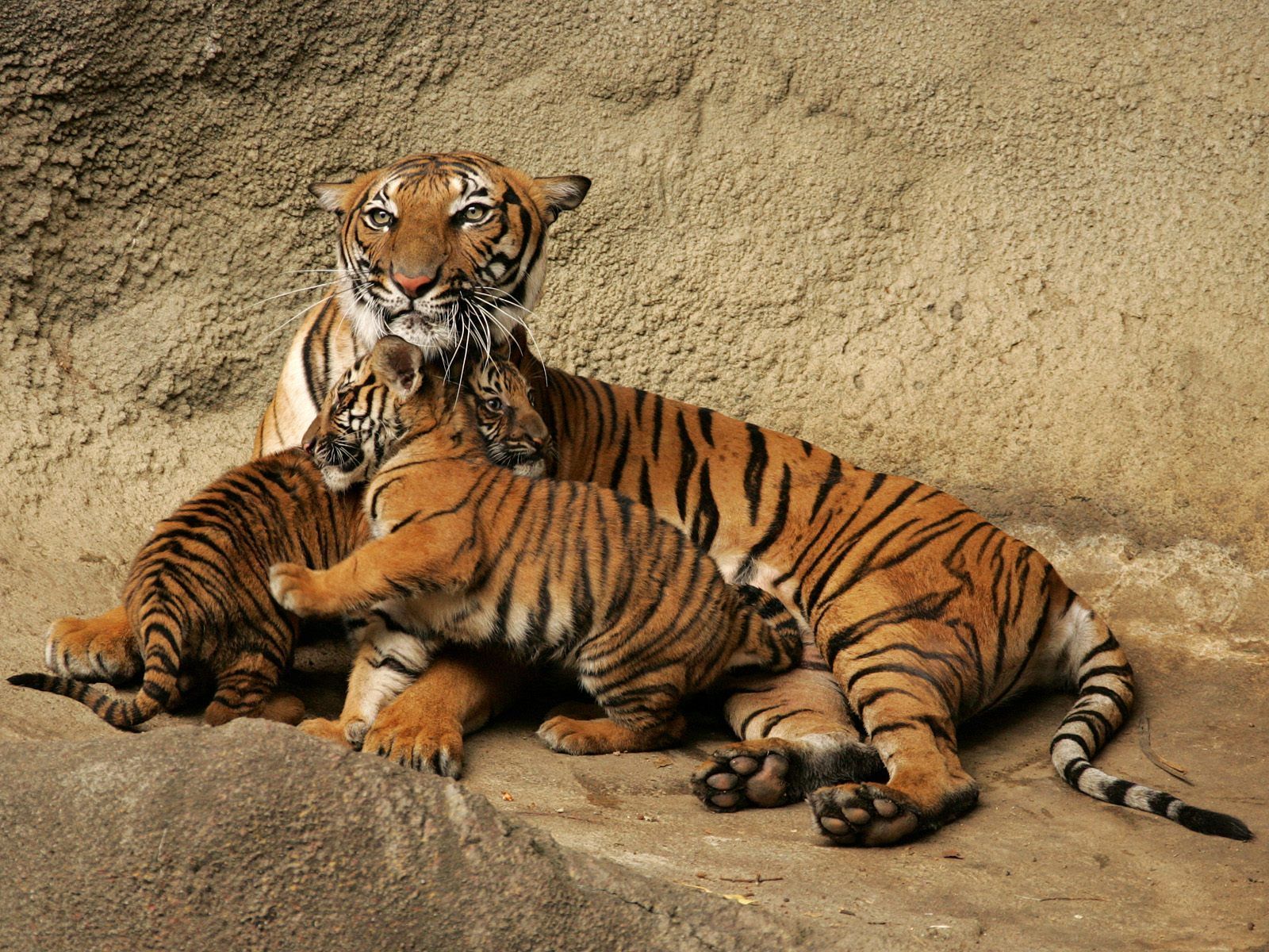 images for tigers download