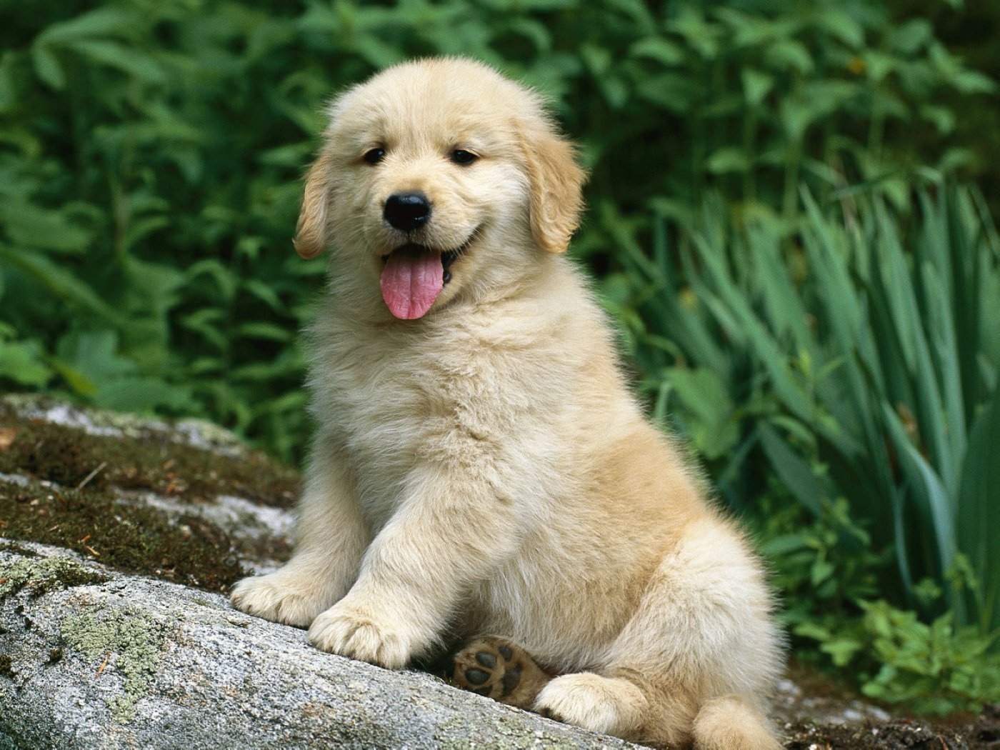 images of a golden retriever dog download