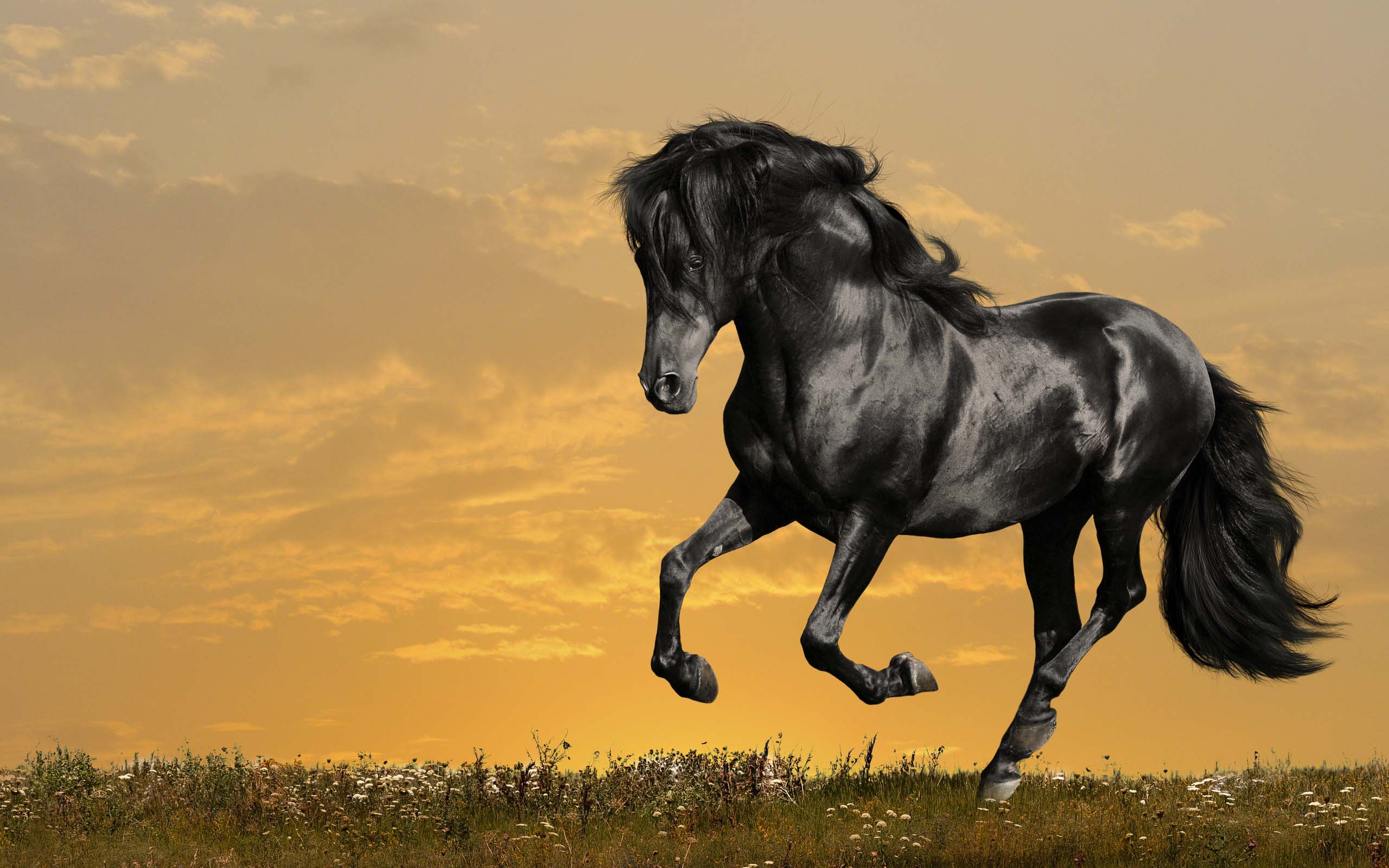 images of animated horses download