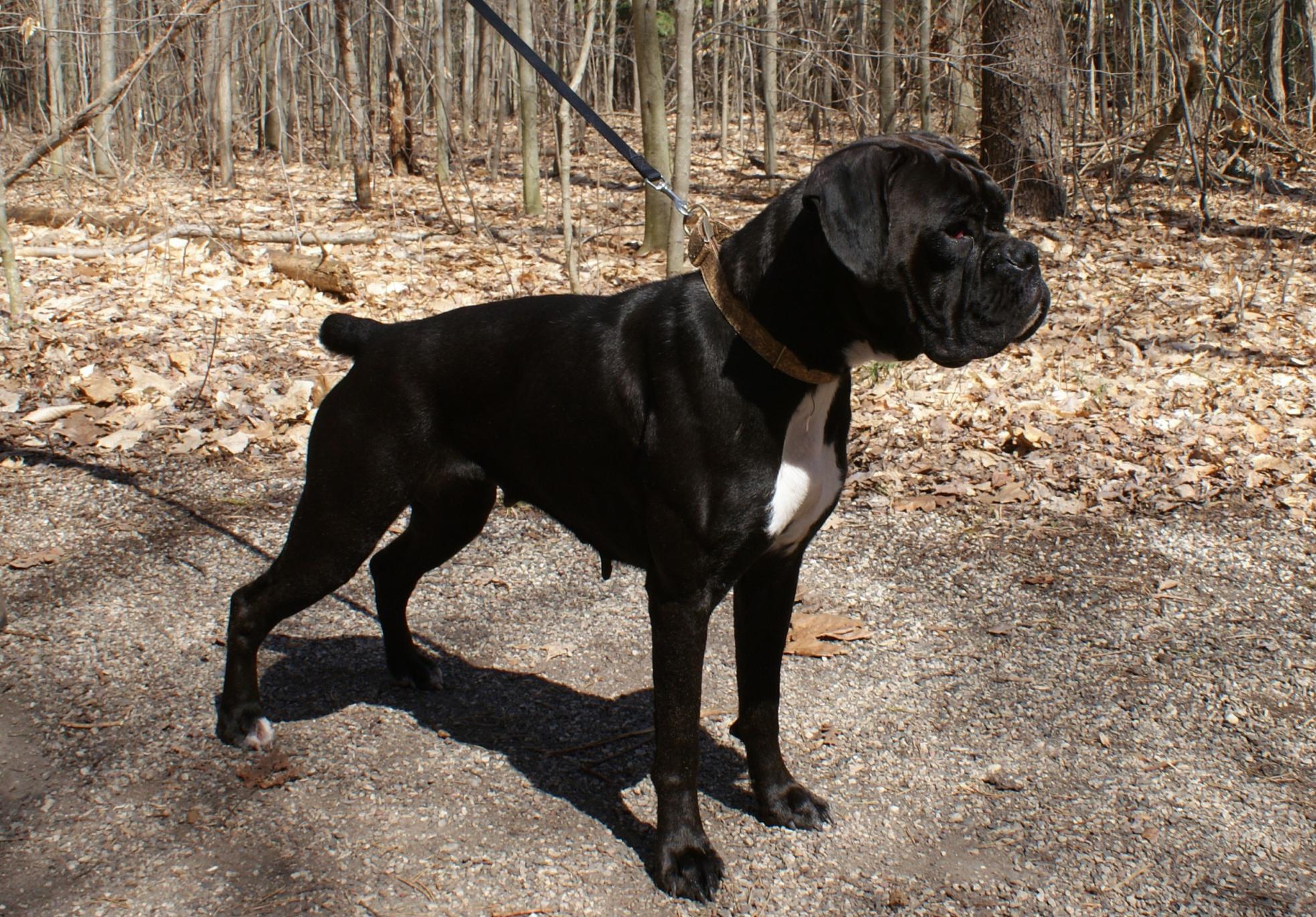 images of black boxer dogs download