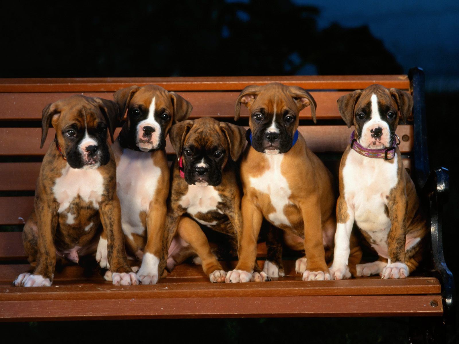 images of boxer dogs and puppies download