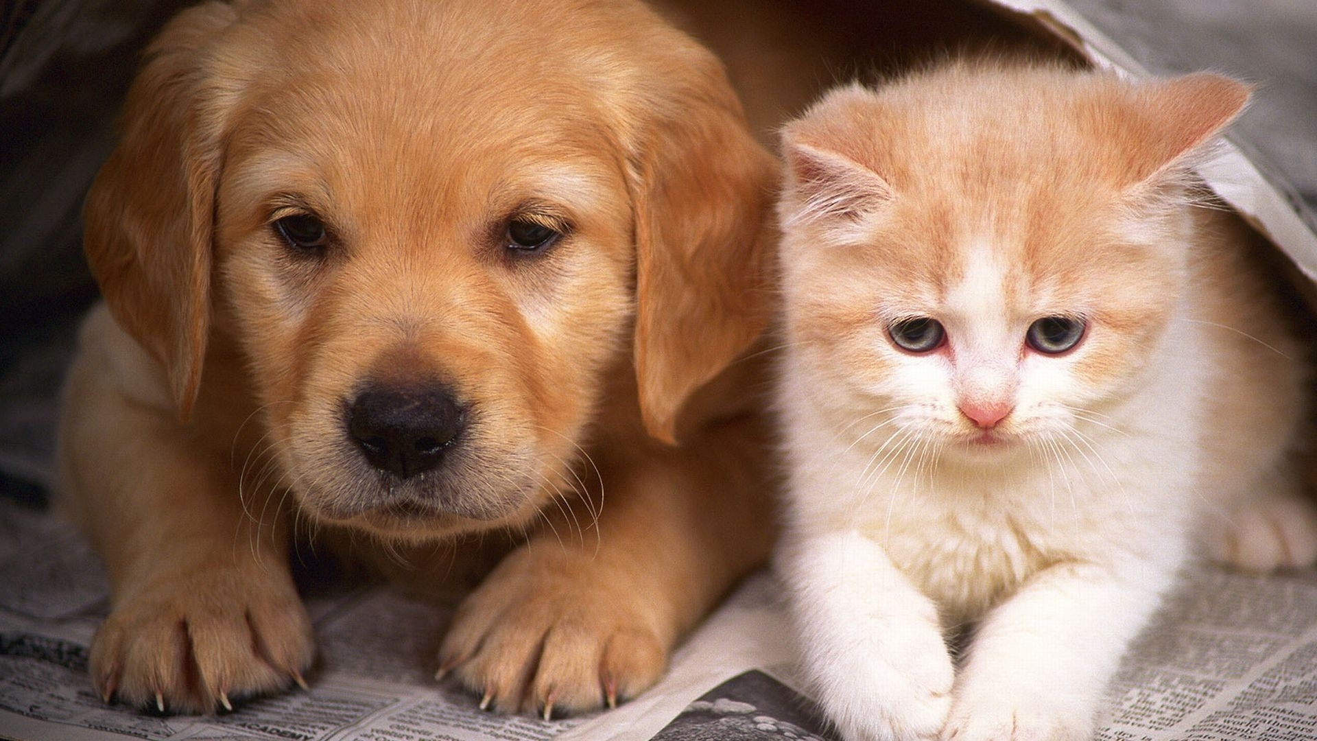 images of cat and dogs download