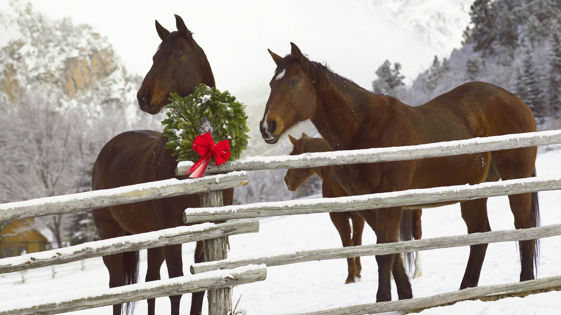 Images Of Christmas Horses Download