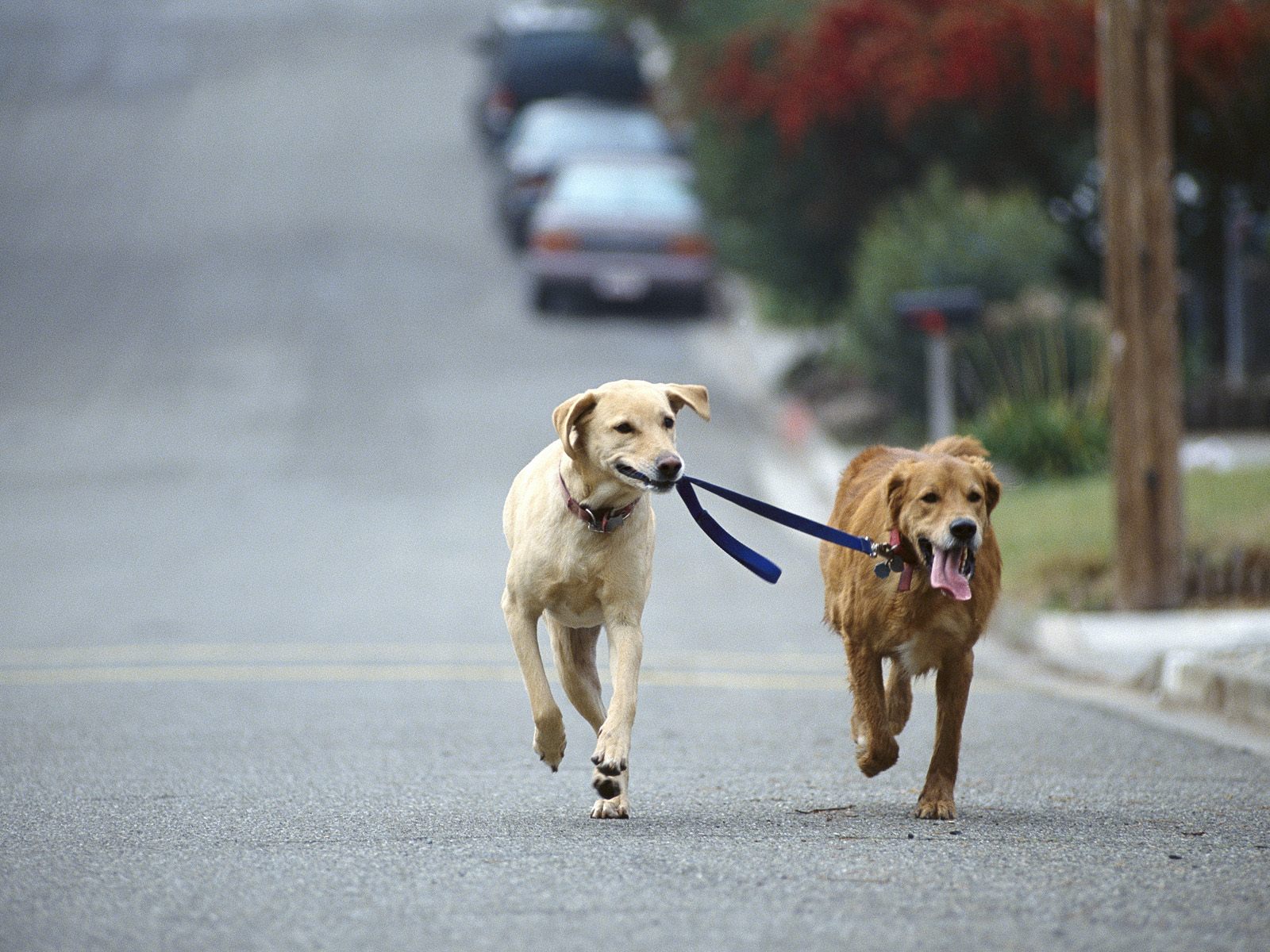 images of dogs walking download