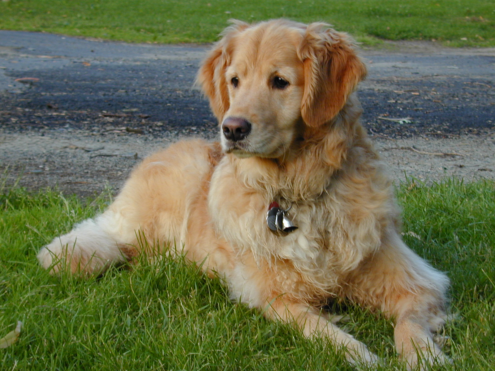images of golden retriever dogs download