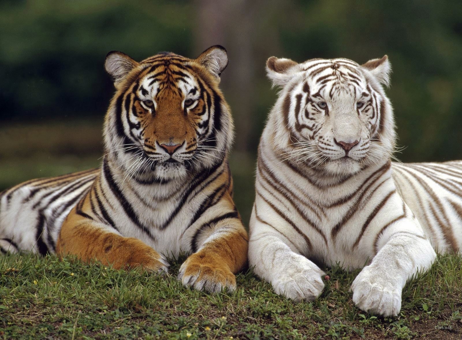Images Of Lions And Tigers Download