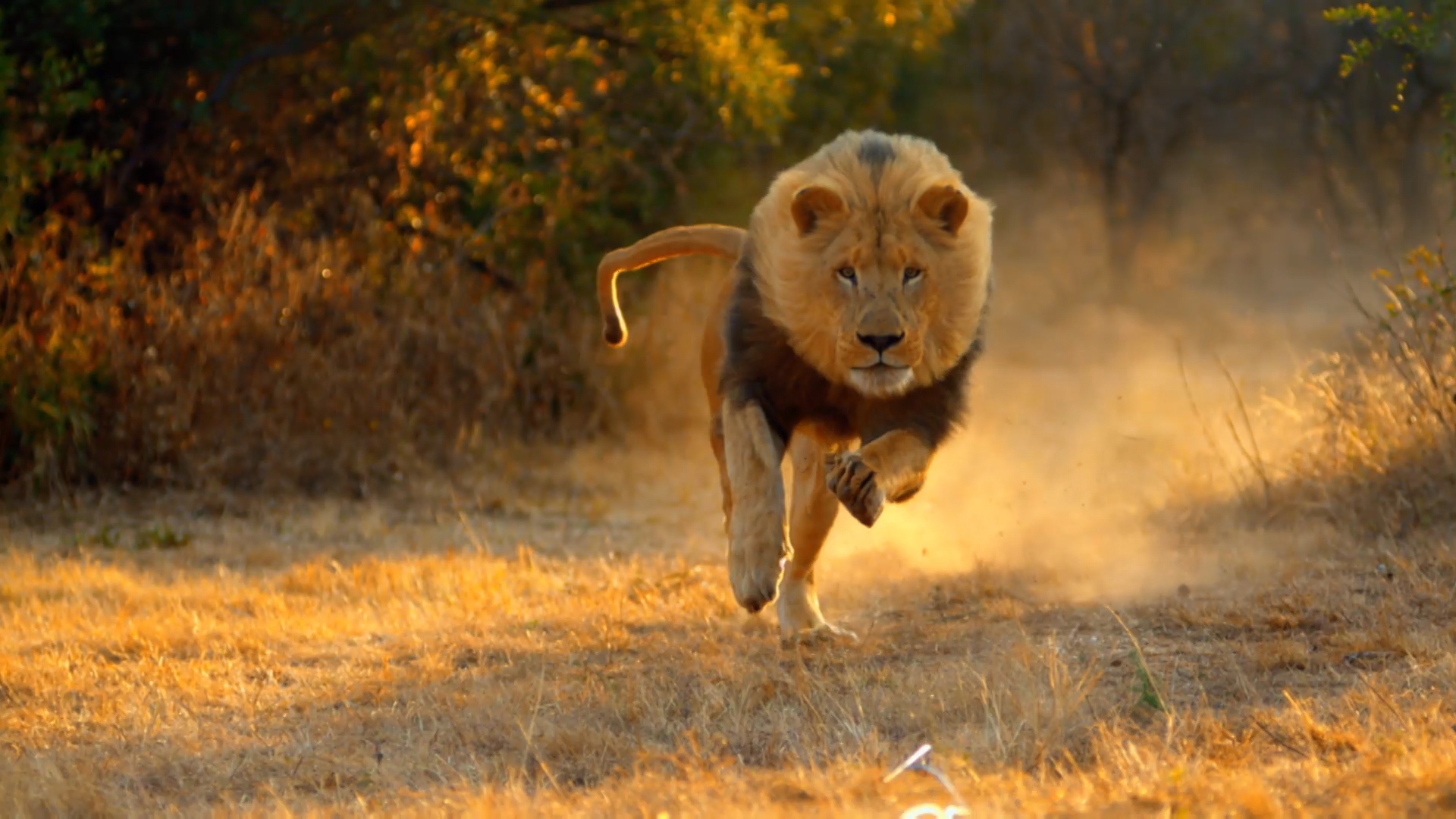 images of lions running download