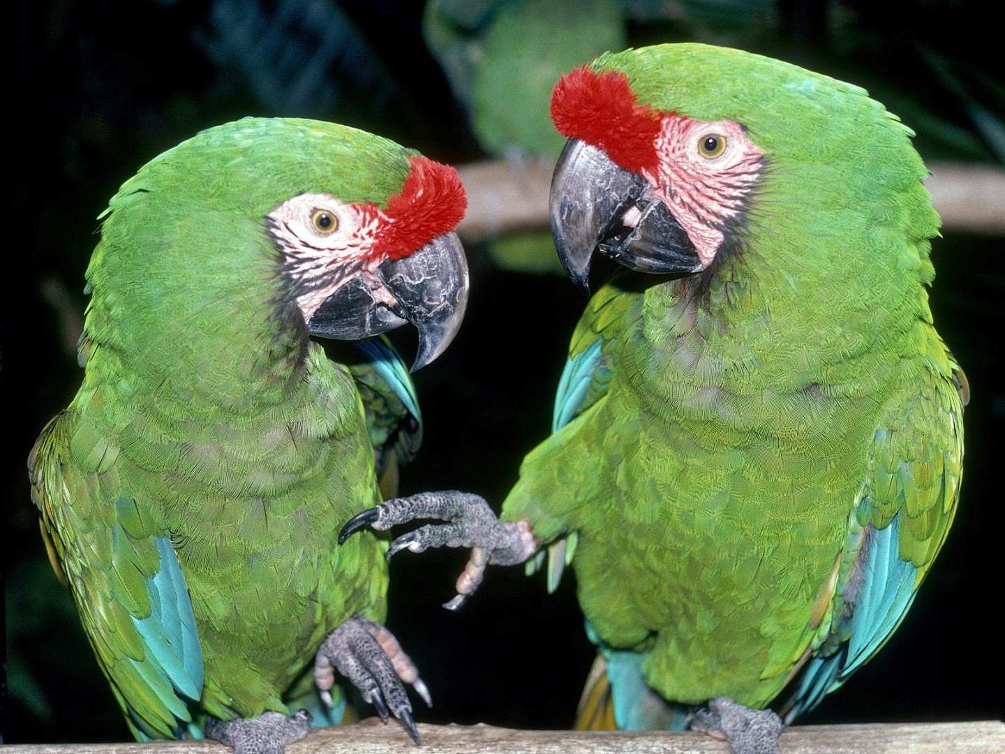 images of parrots birds download