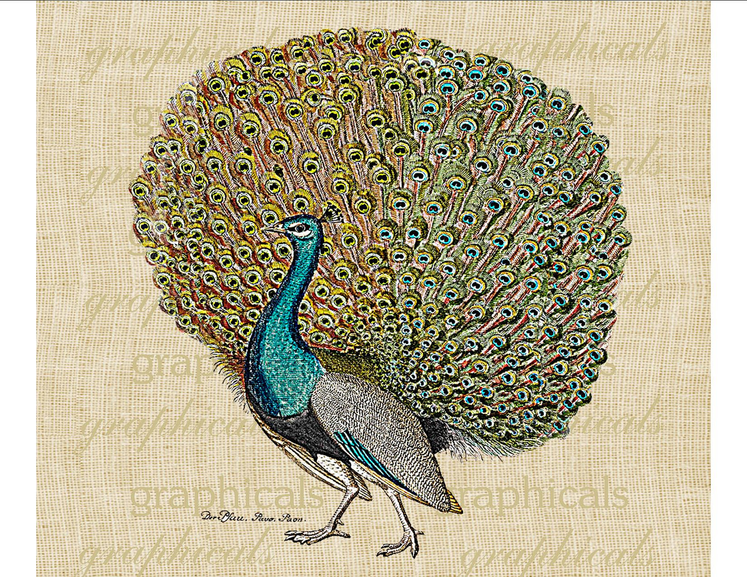 images of peacocks to print download