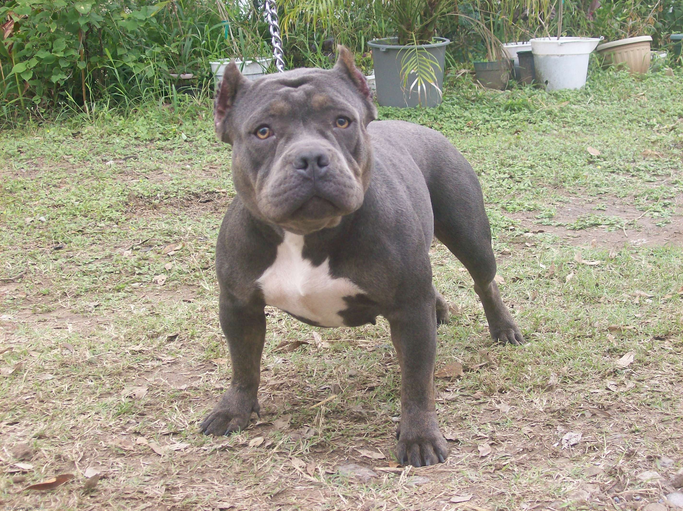 images of pitbulls puppies download