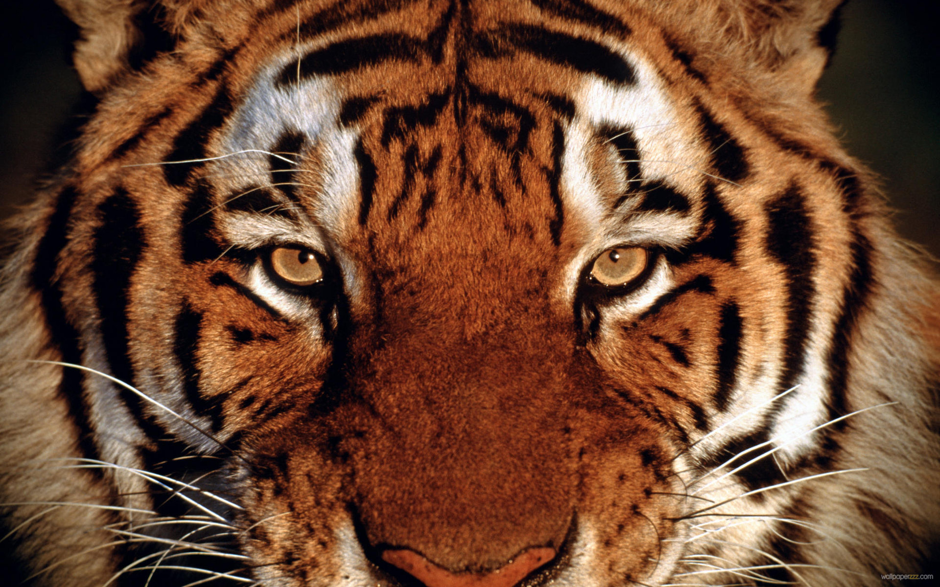 Images Of Tigers Faces Download