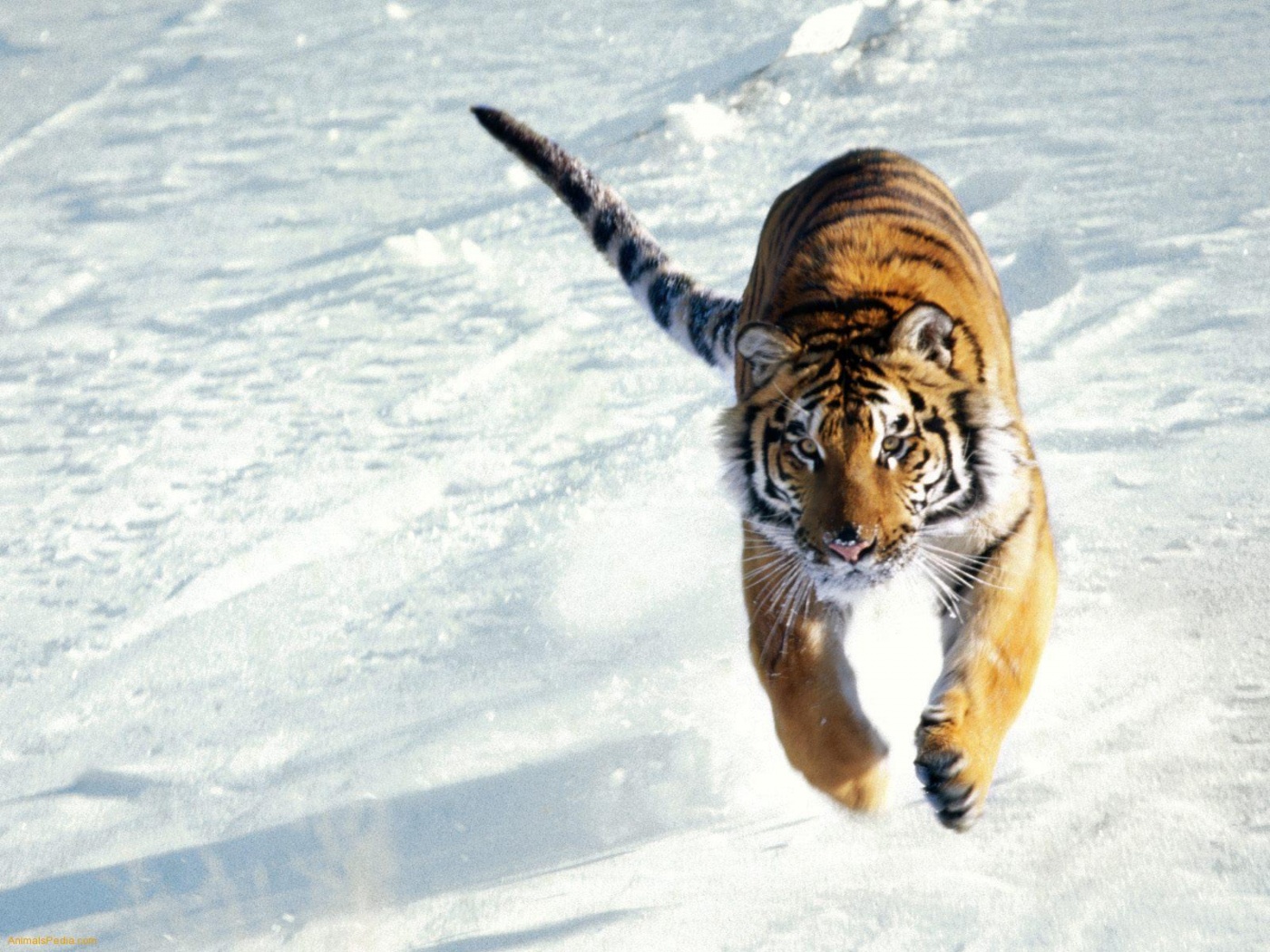 Images Of Tigers Fighting Download