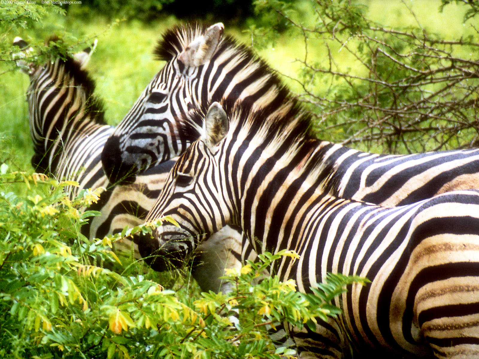 images of zebras download