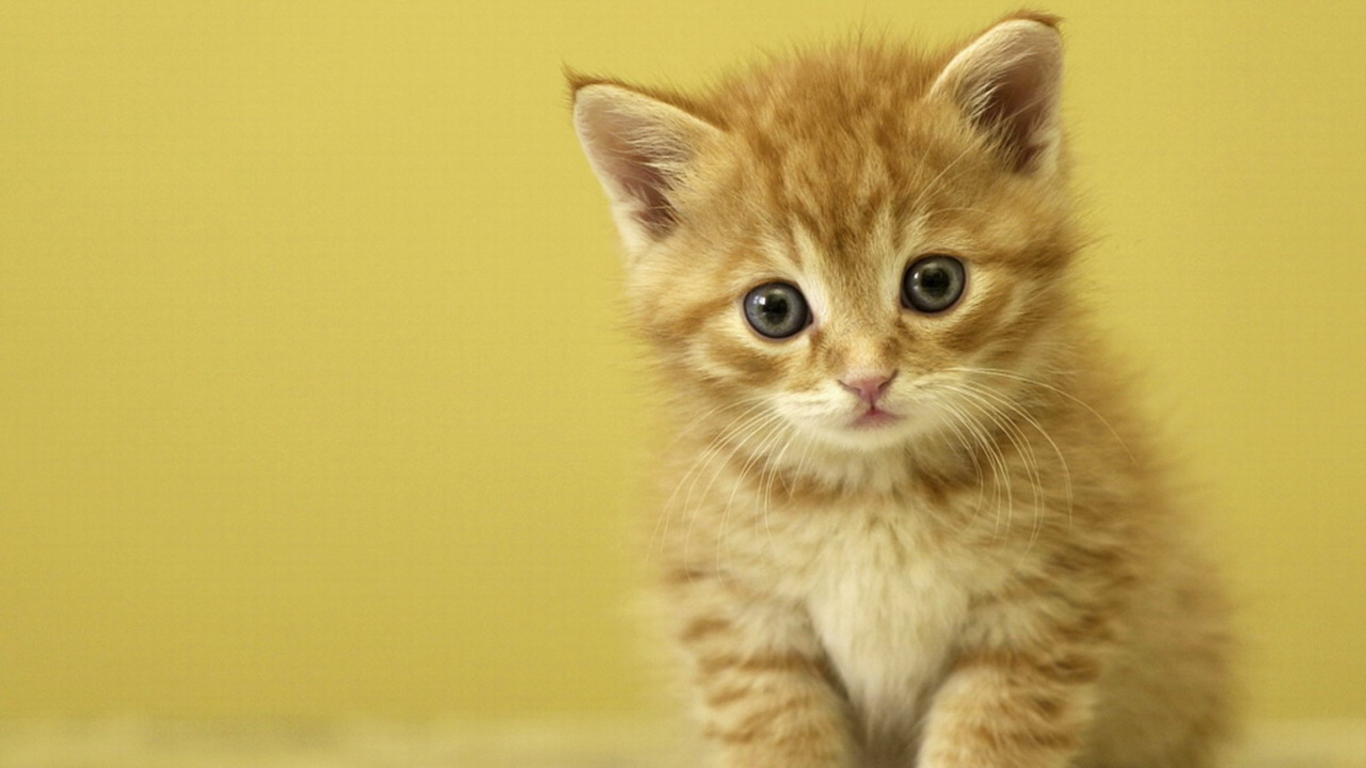 kitten and cat images download