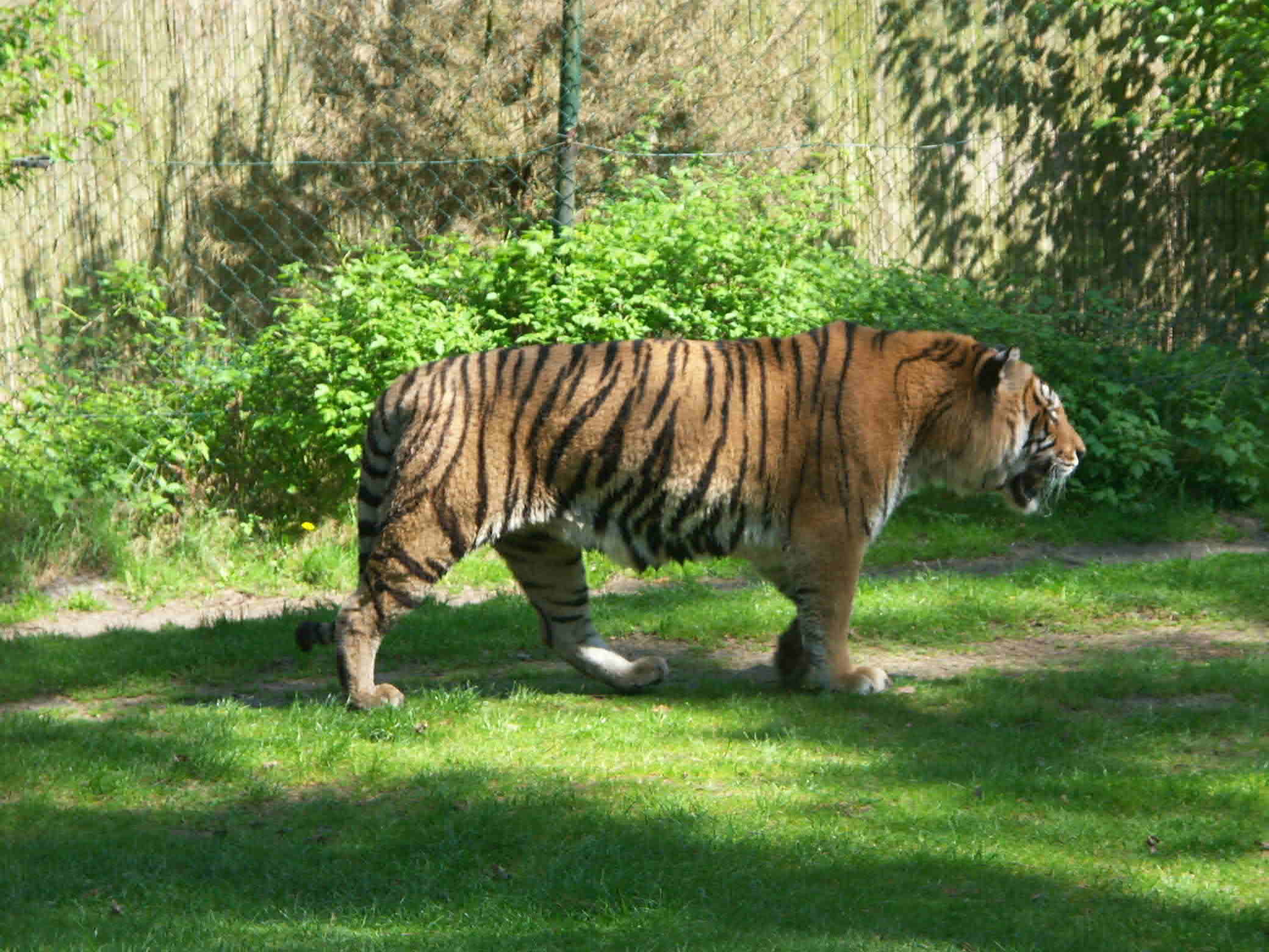 large tiger pictures download