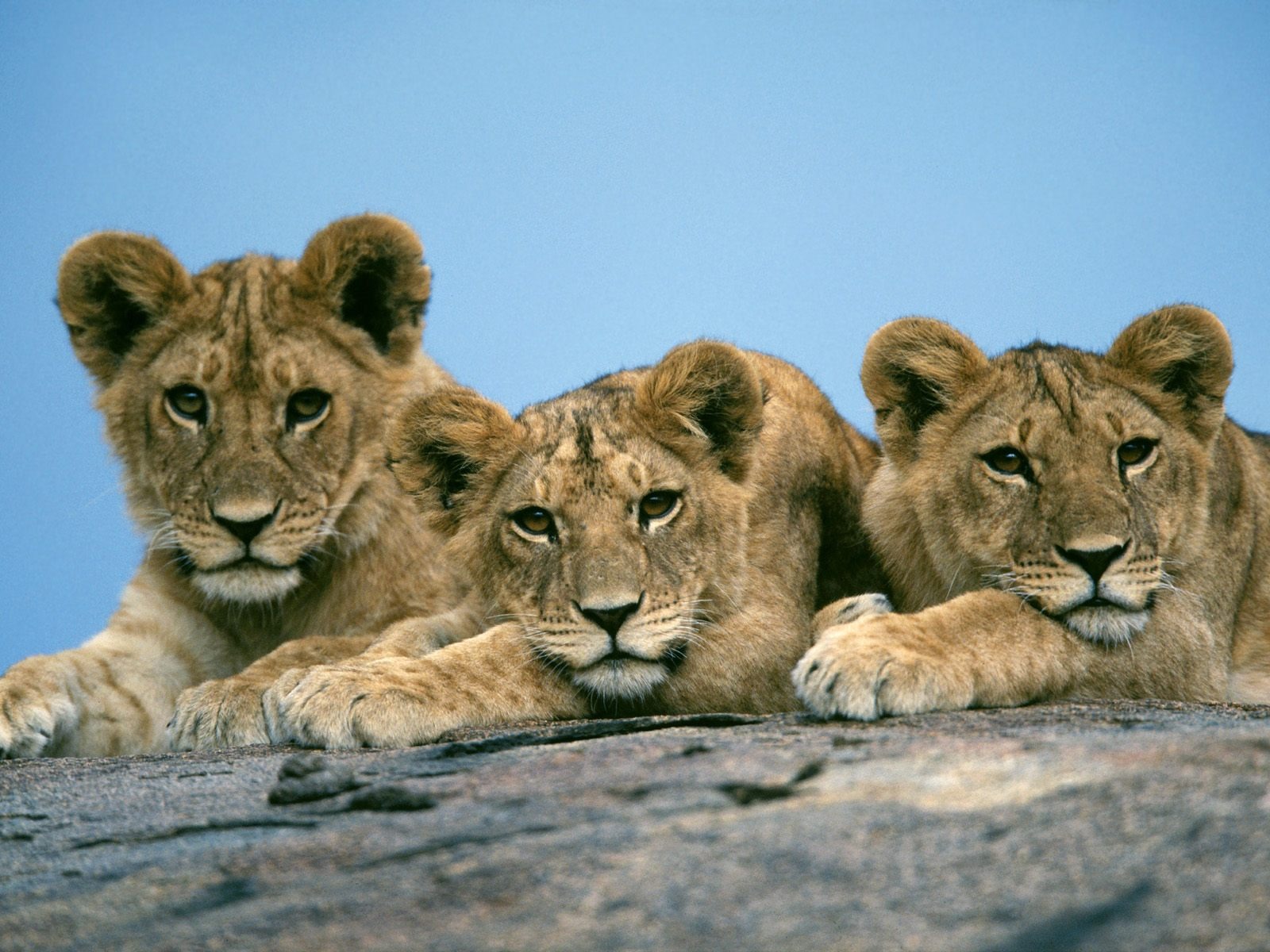 lion and cubs pictures download