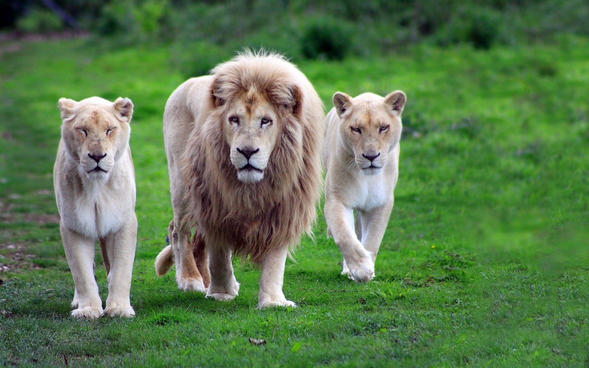 Lion Animals Images Download