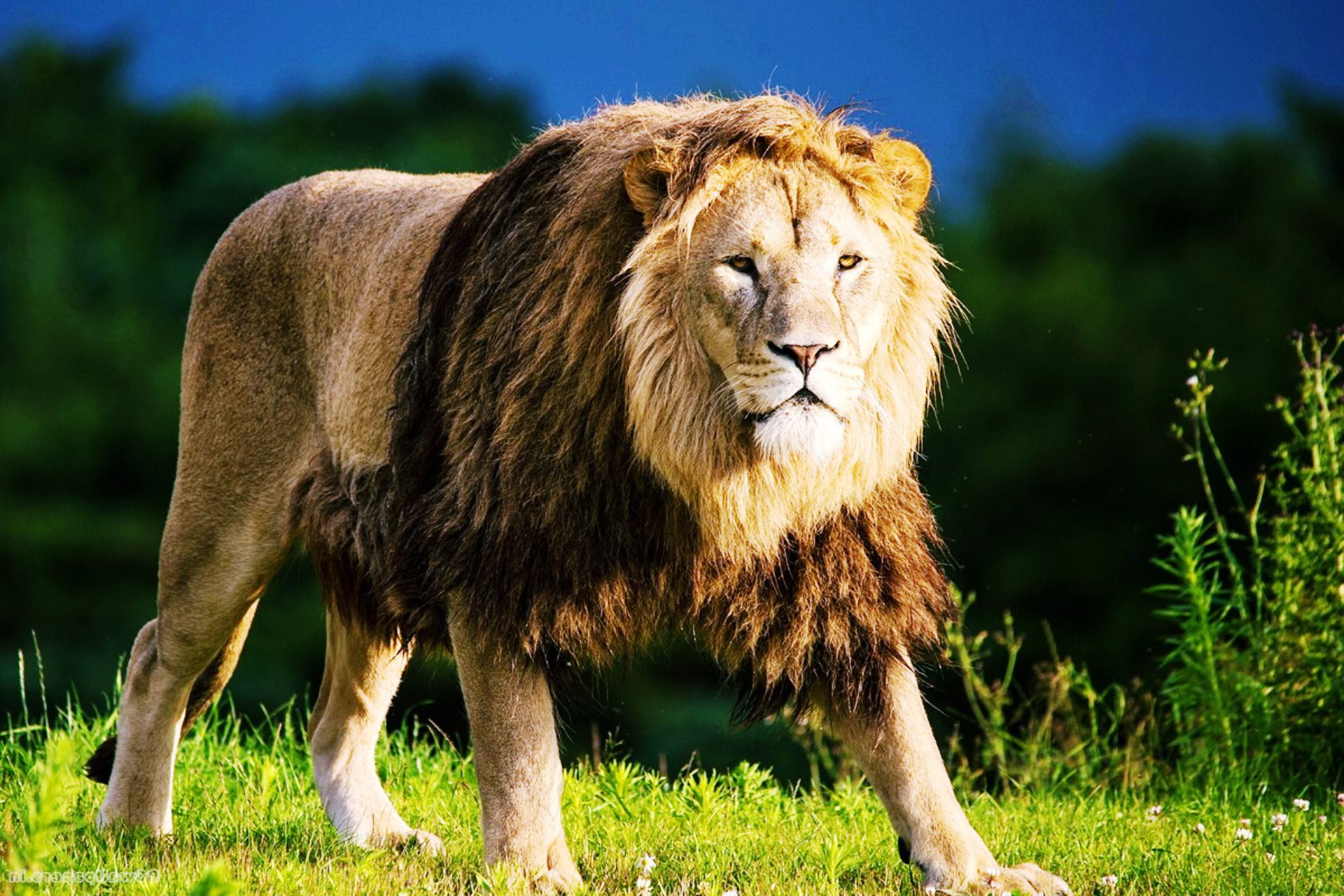 Lion Animals Pictures Download