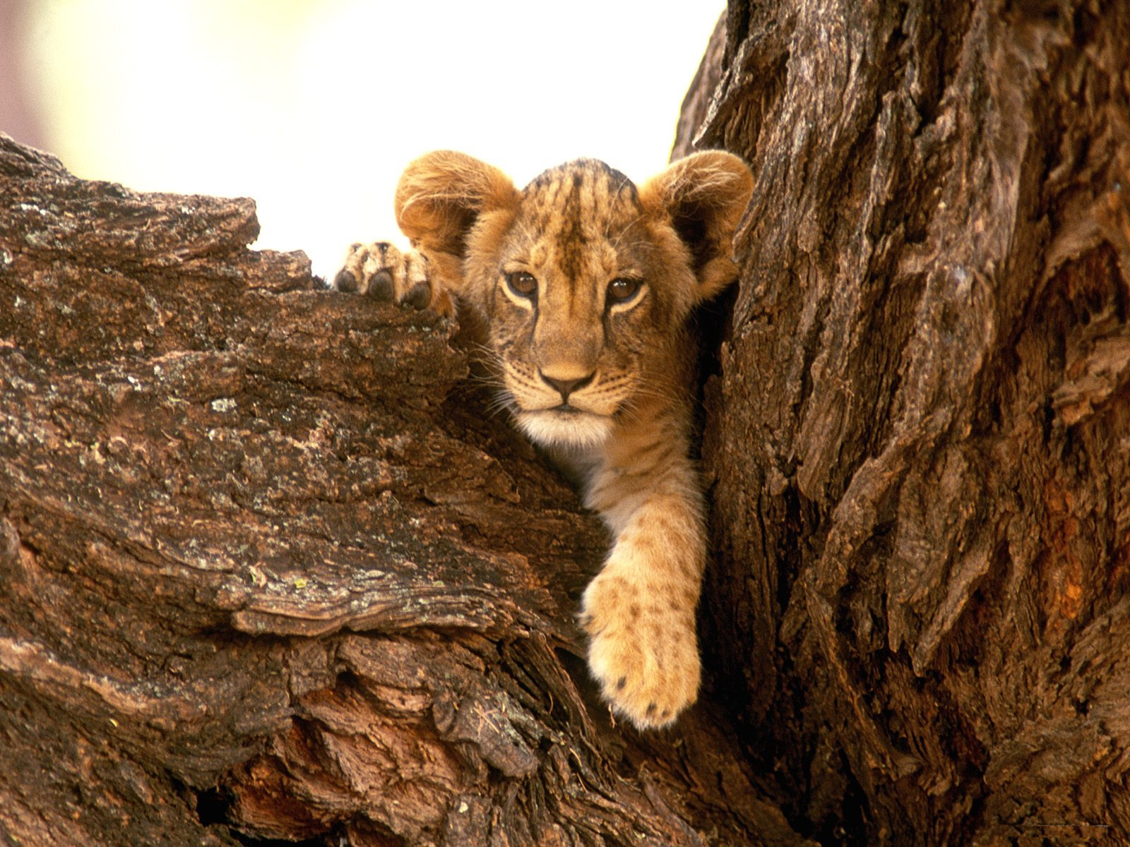 lion cub 4k background wallpapers free