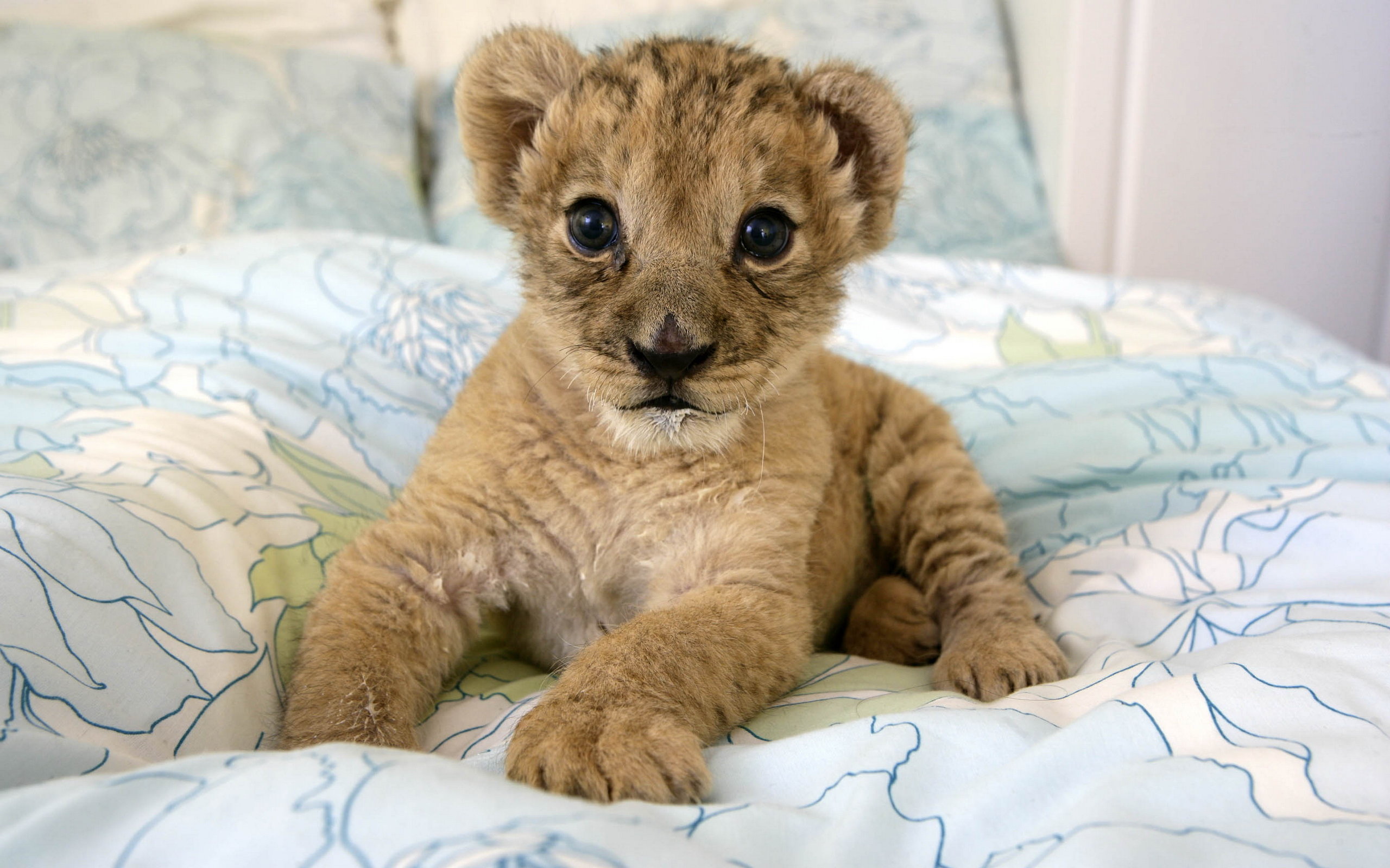lion cub pictures free download