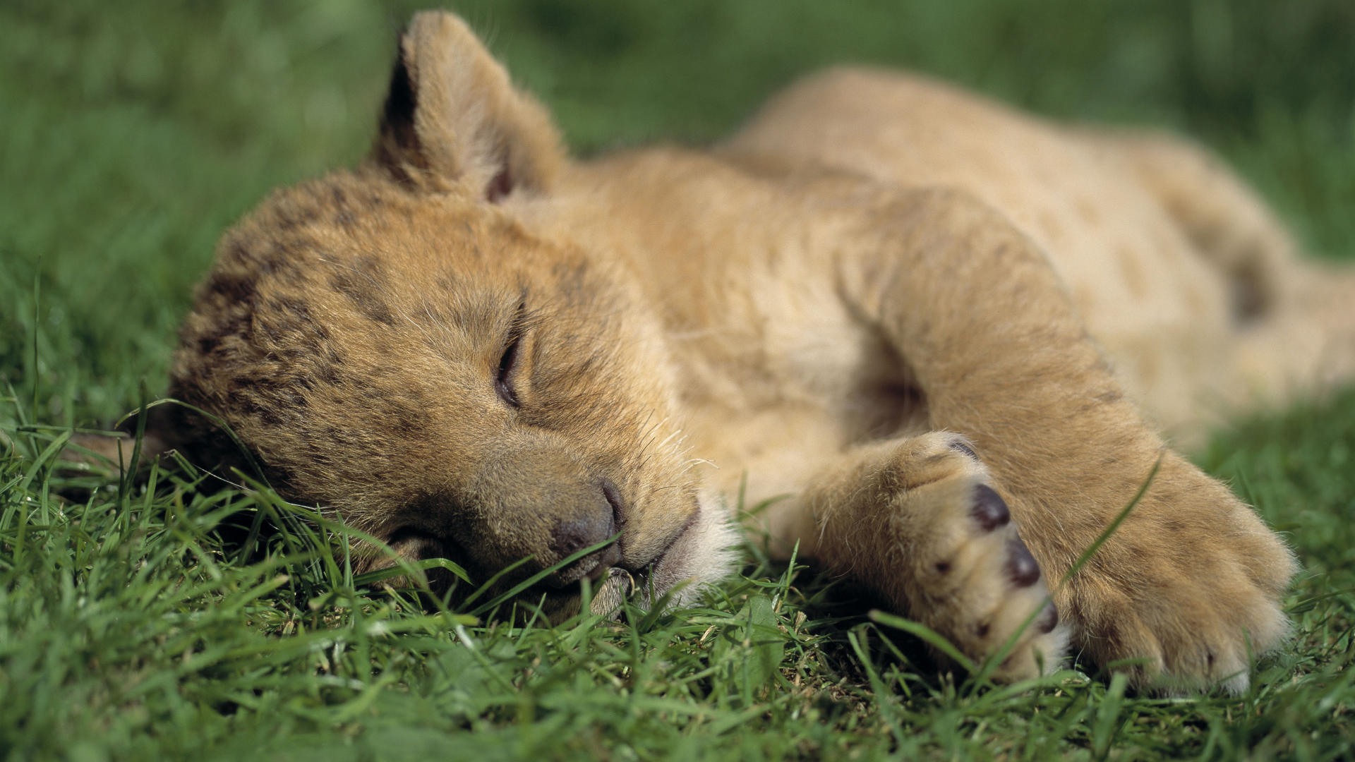 Cute Lion Cub HD Wallpaper  HD Wallpapers