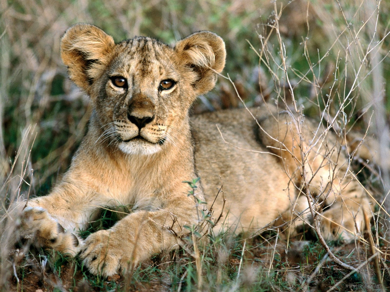 lion cubs pictures download