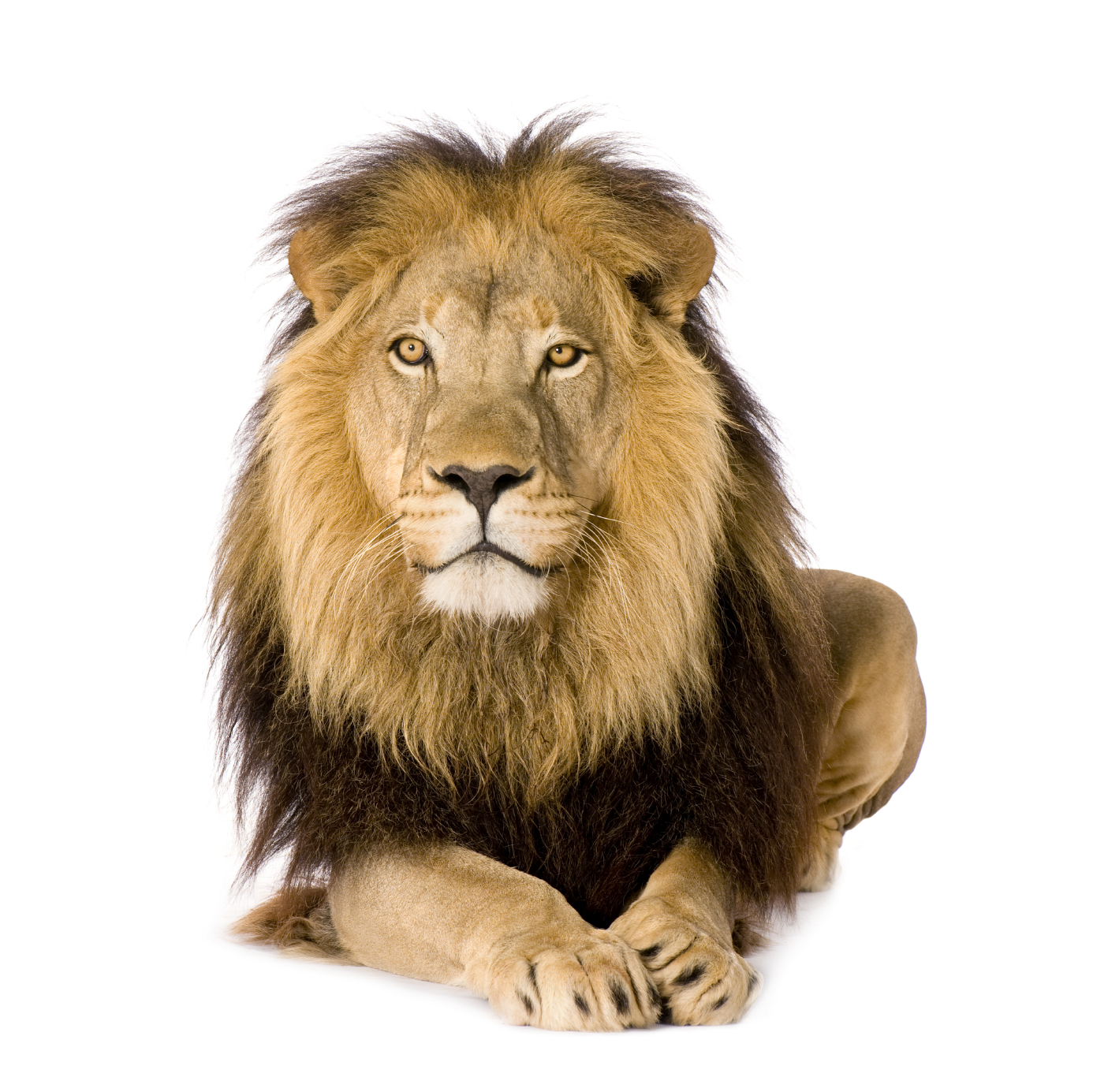 lion facts and pictures for kids download