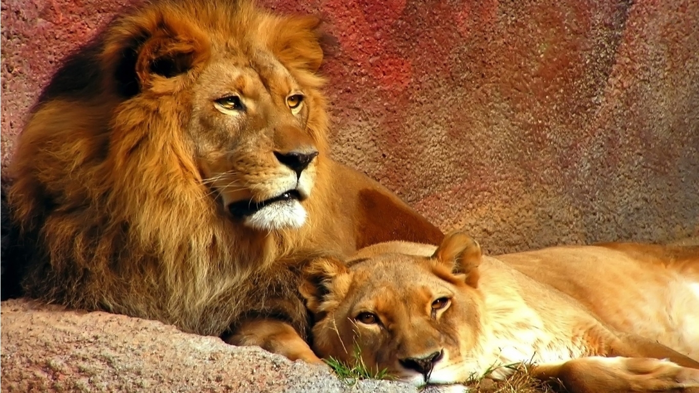 Lion Family Pictures Download