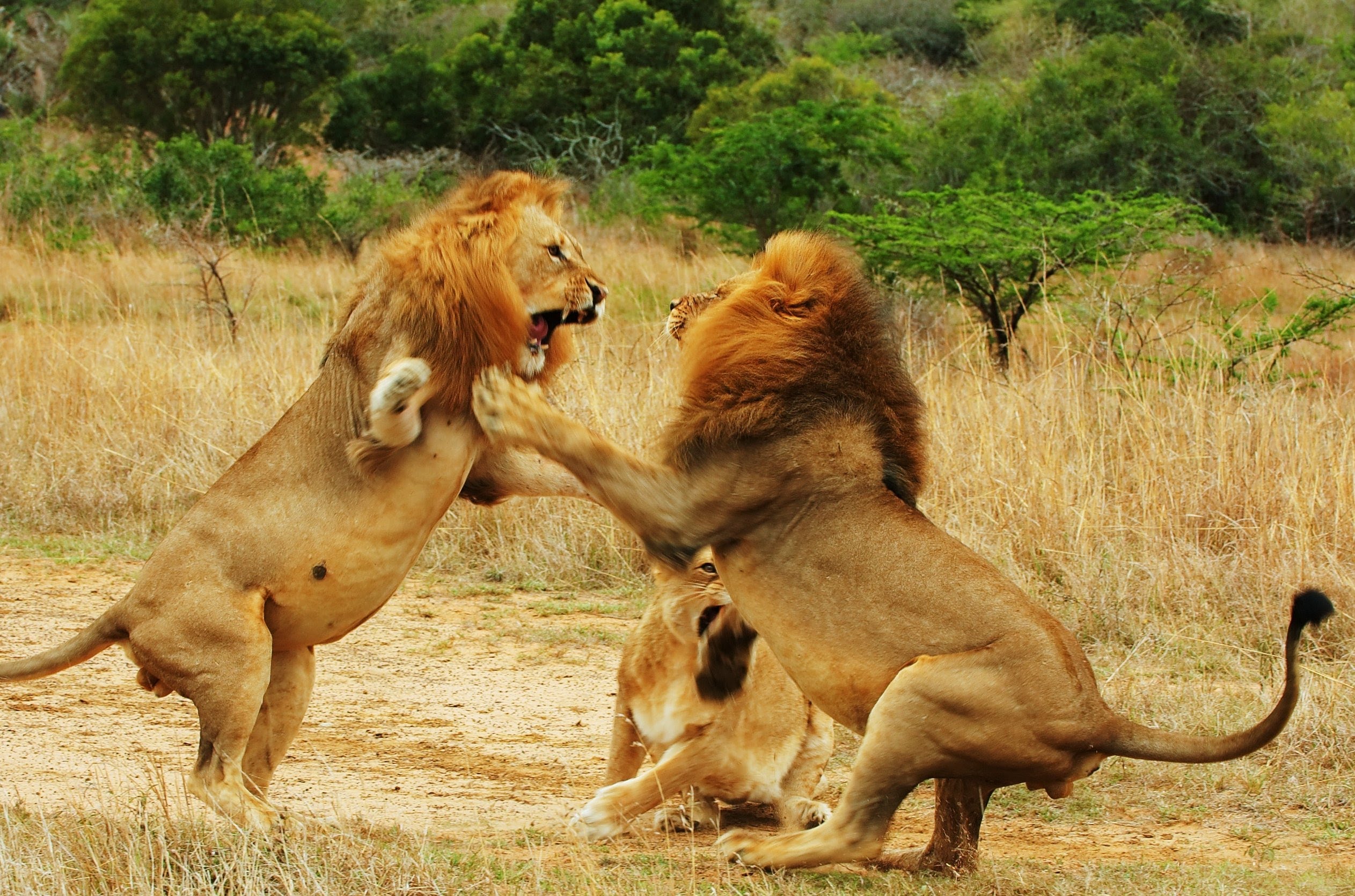 Lion Fighting Pictures Download