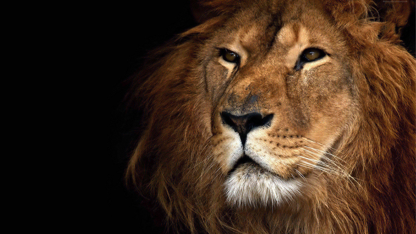 lion head images download
