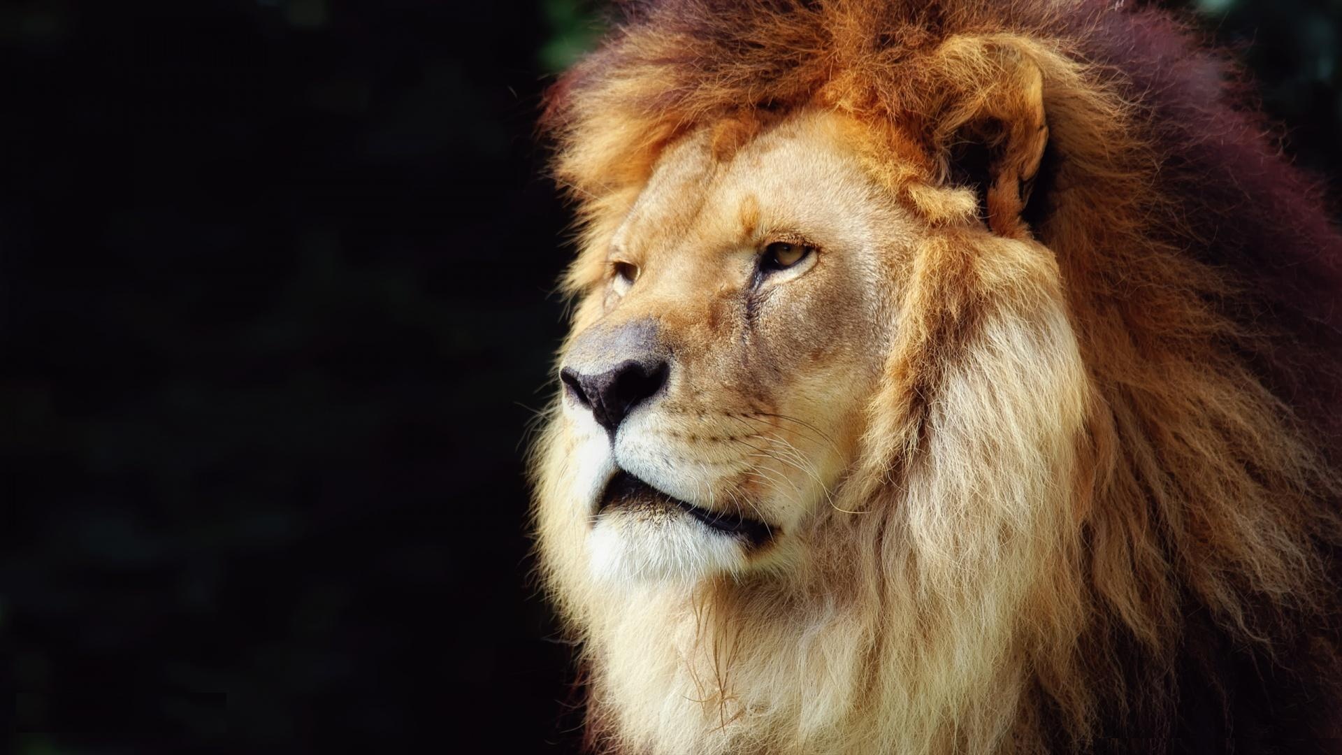 lion head pictures download