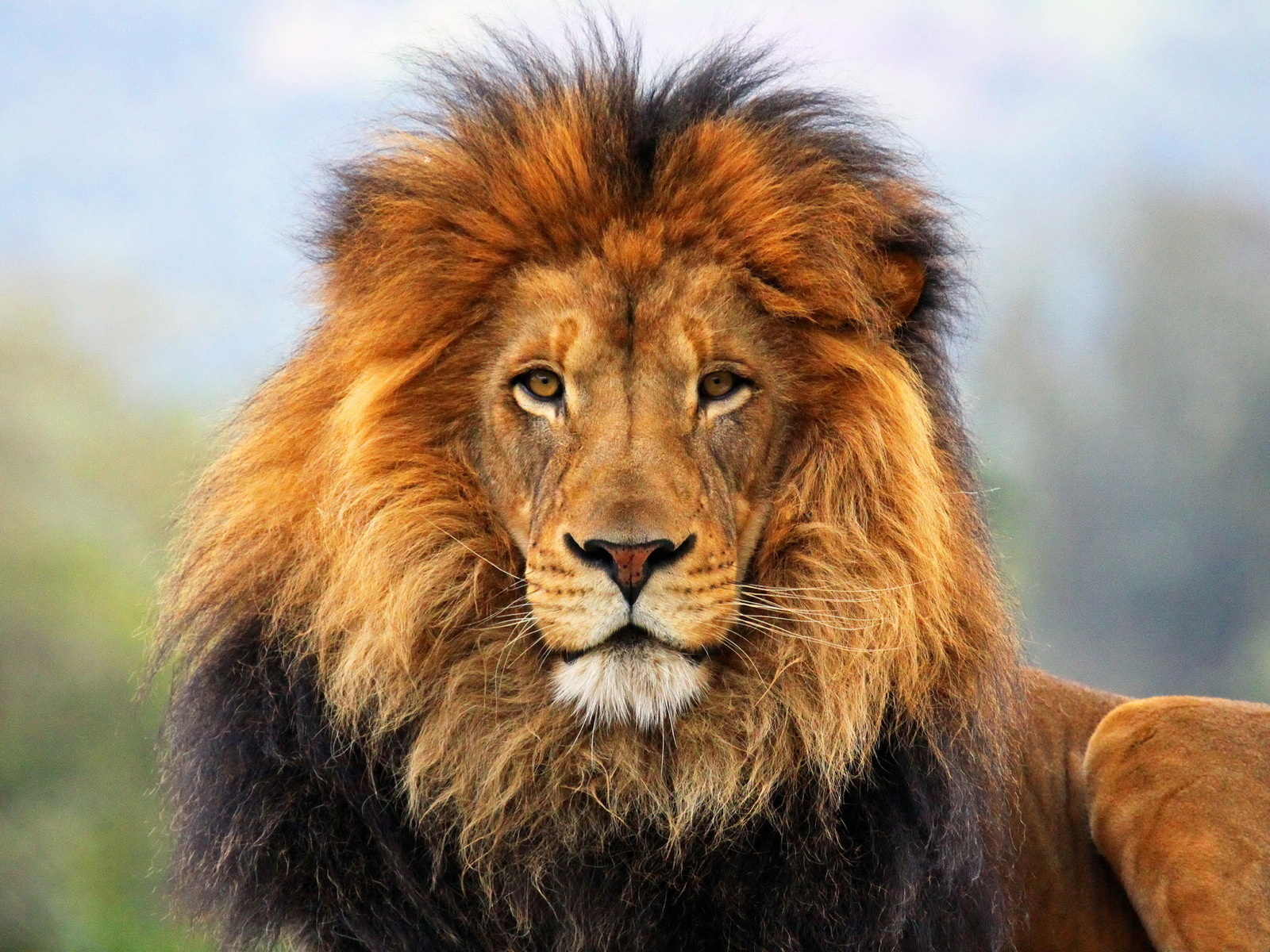 Lion Images 4k Background Wallpapers