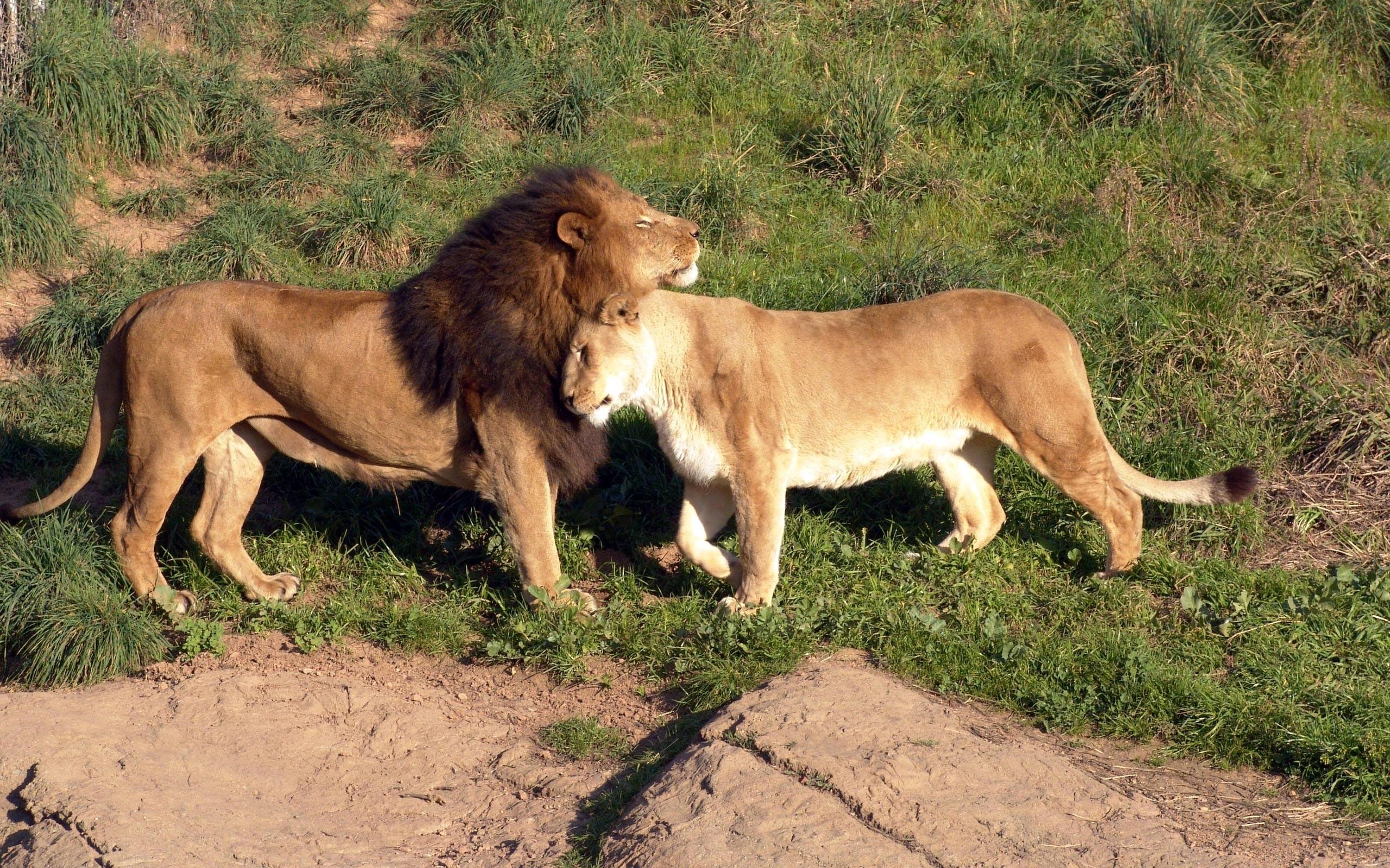 Lion Lioness Images Download