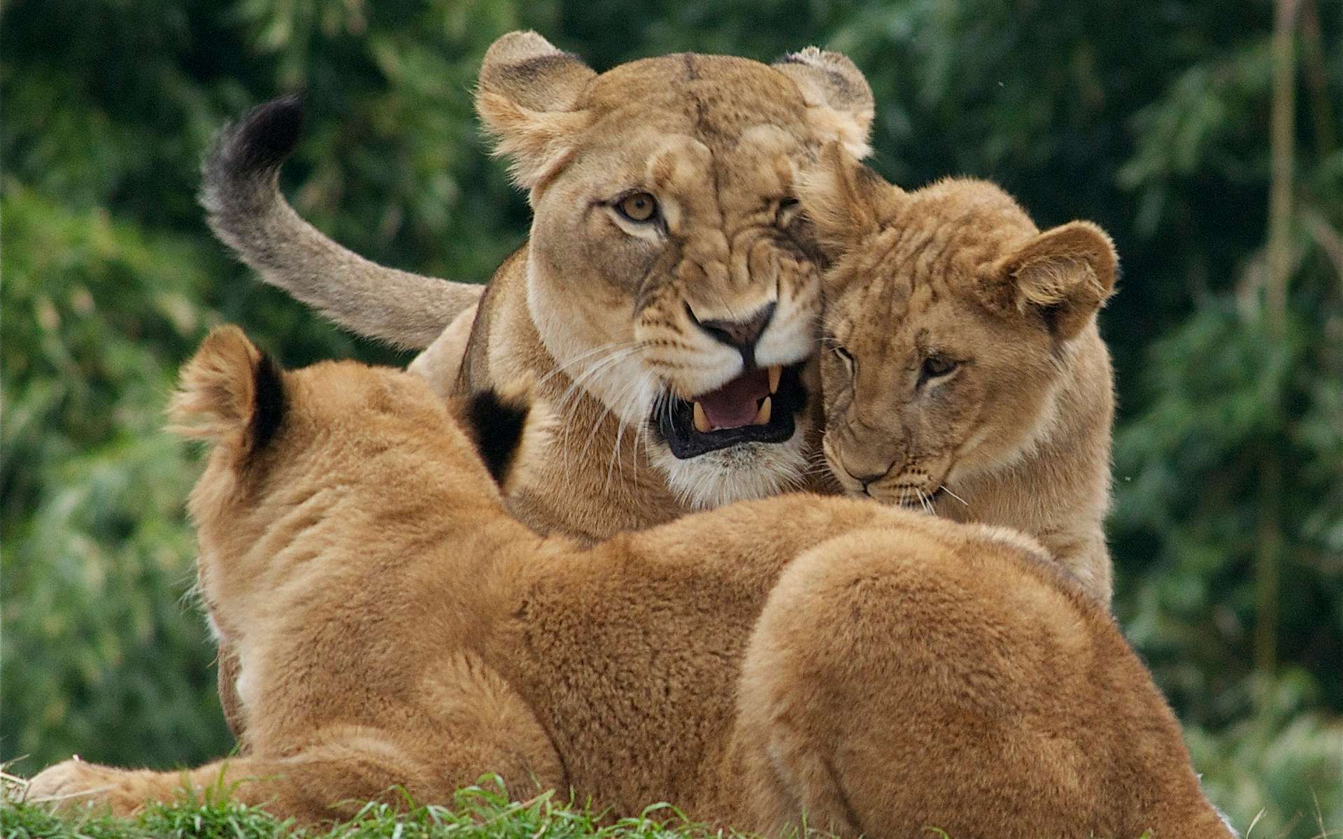Lions Image Download
