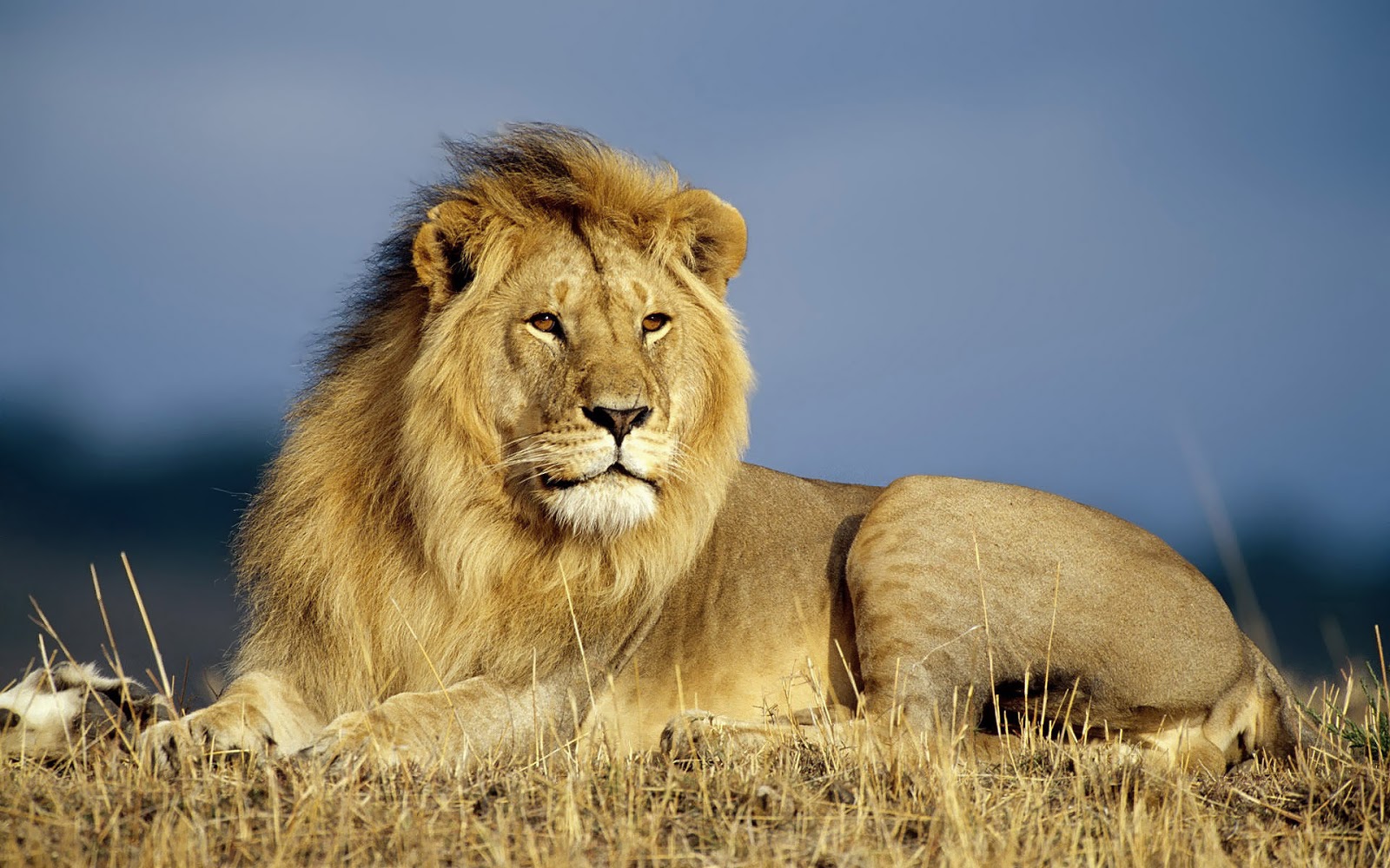 Lions Images Hd Download