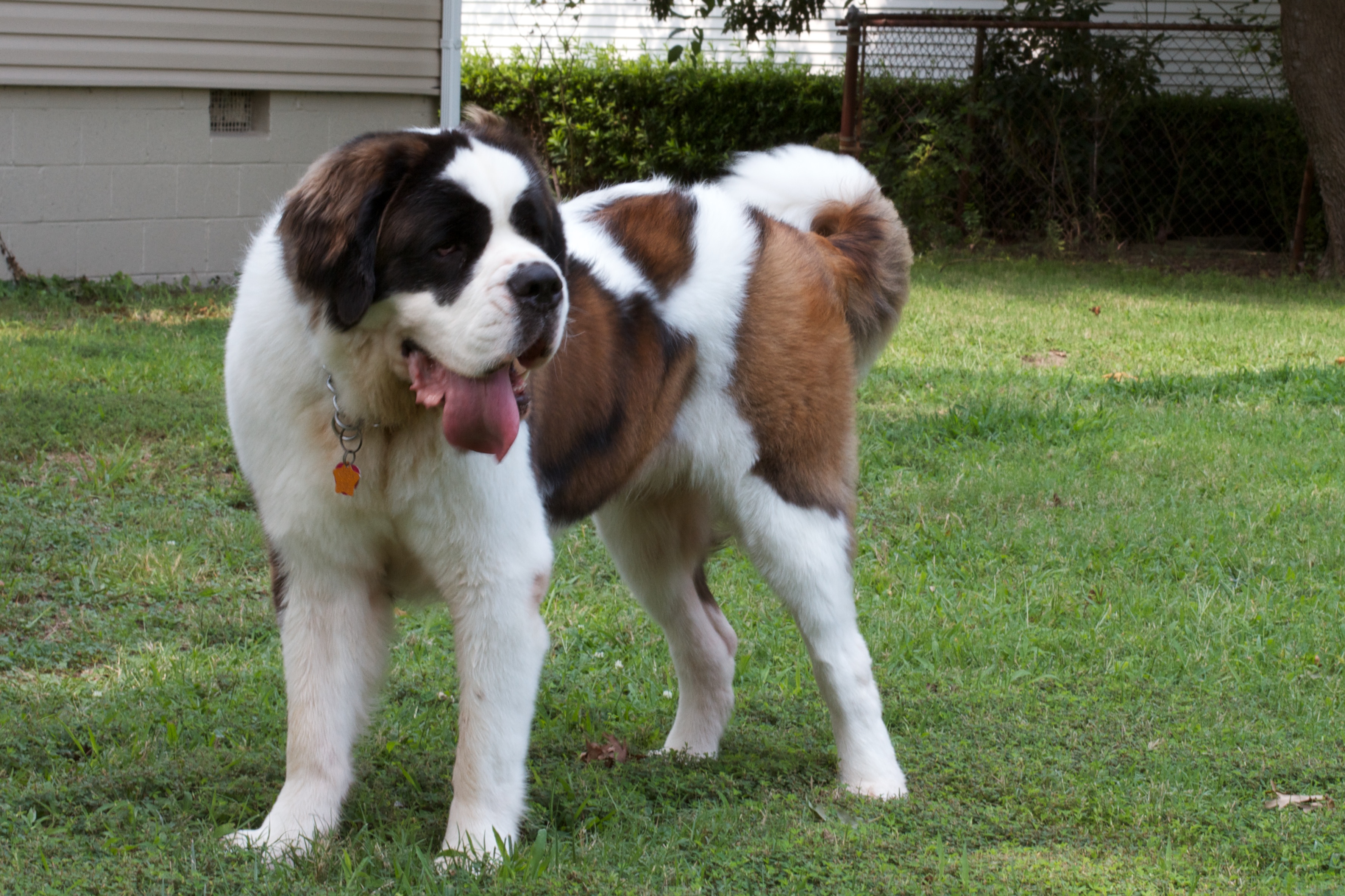 List Of Big Dog Breeds With Images Download