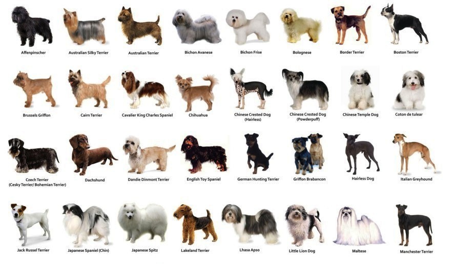 list of dogs and pics download