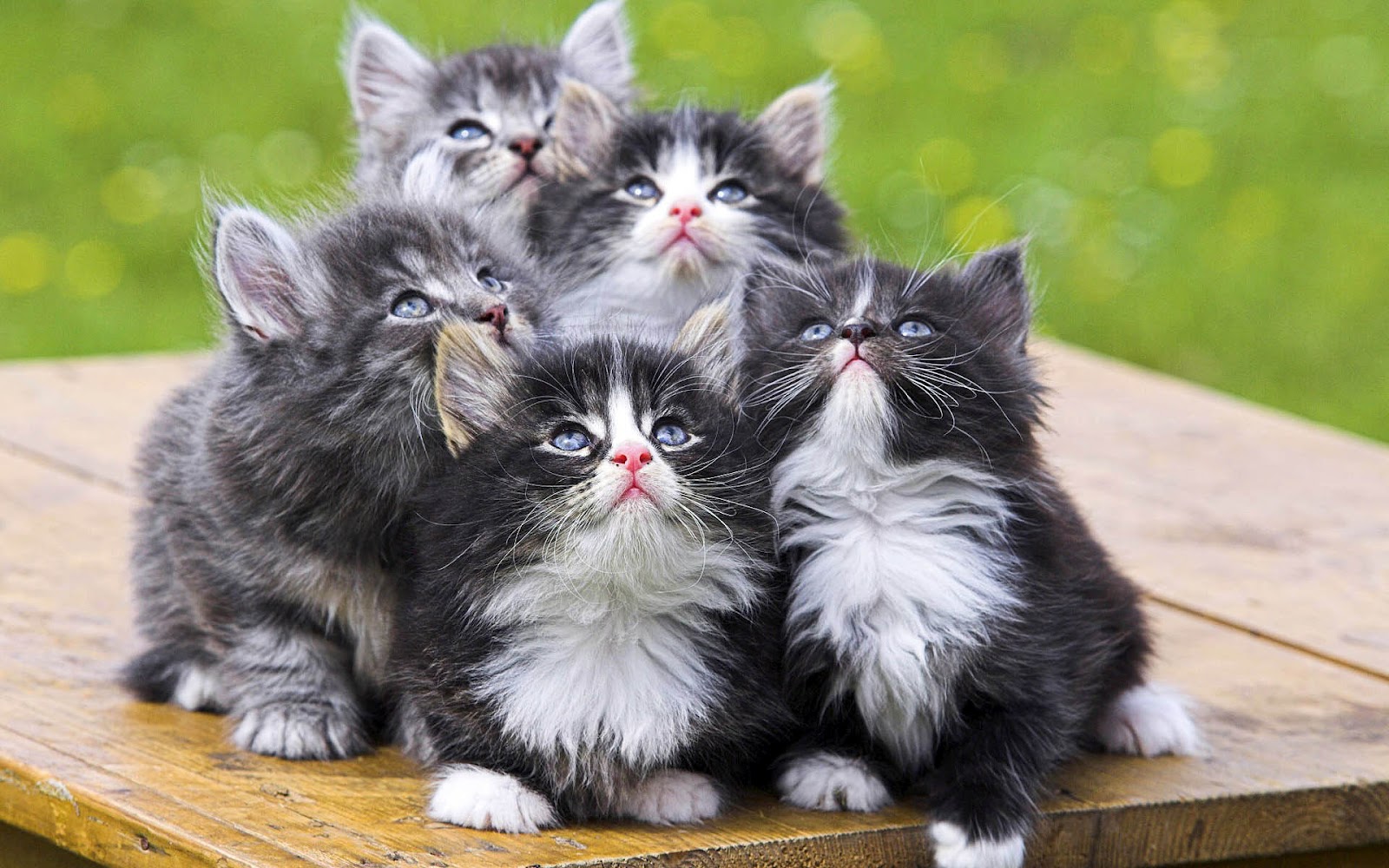 little cats images download