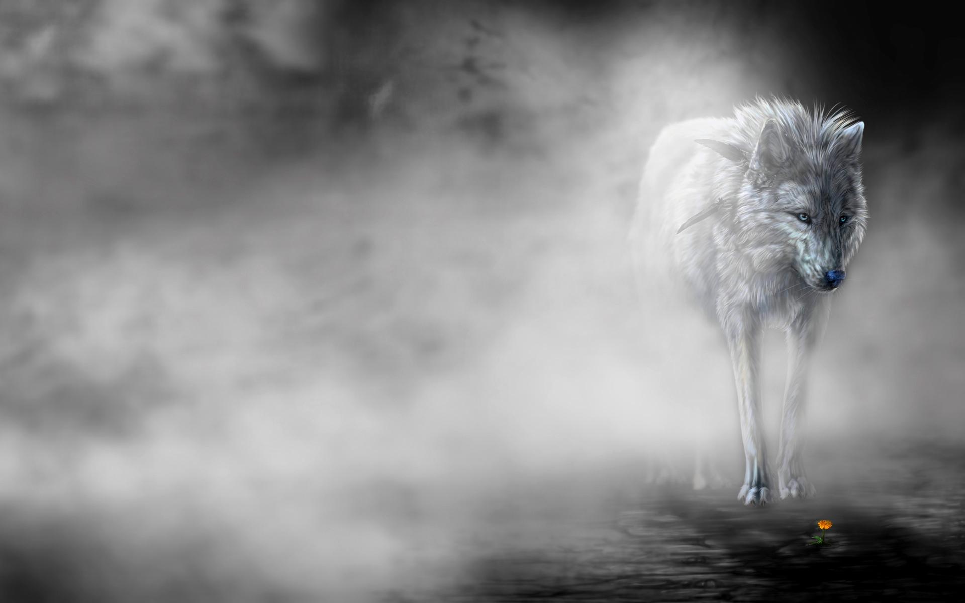 Lonely Wolf Images Download