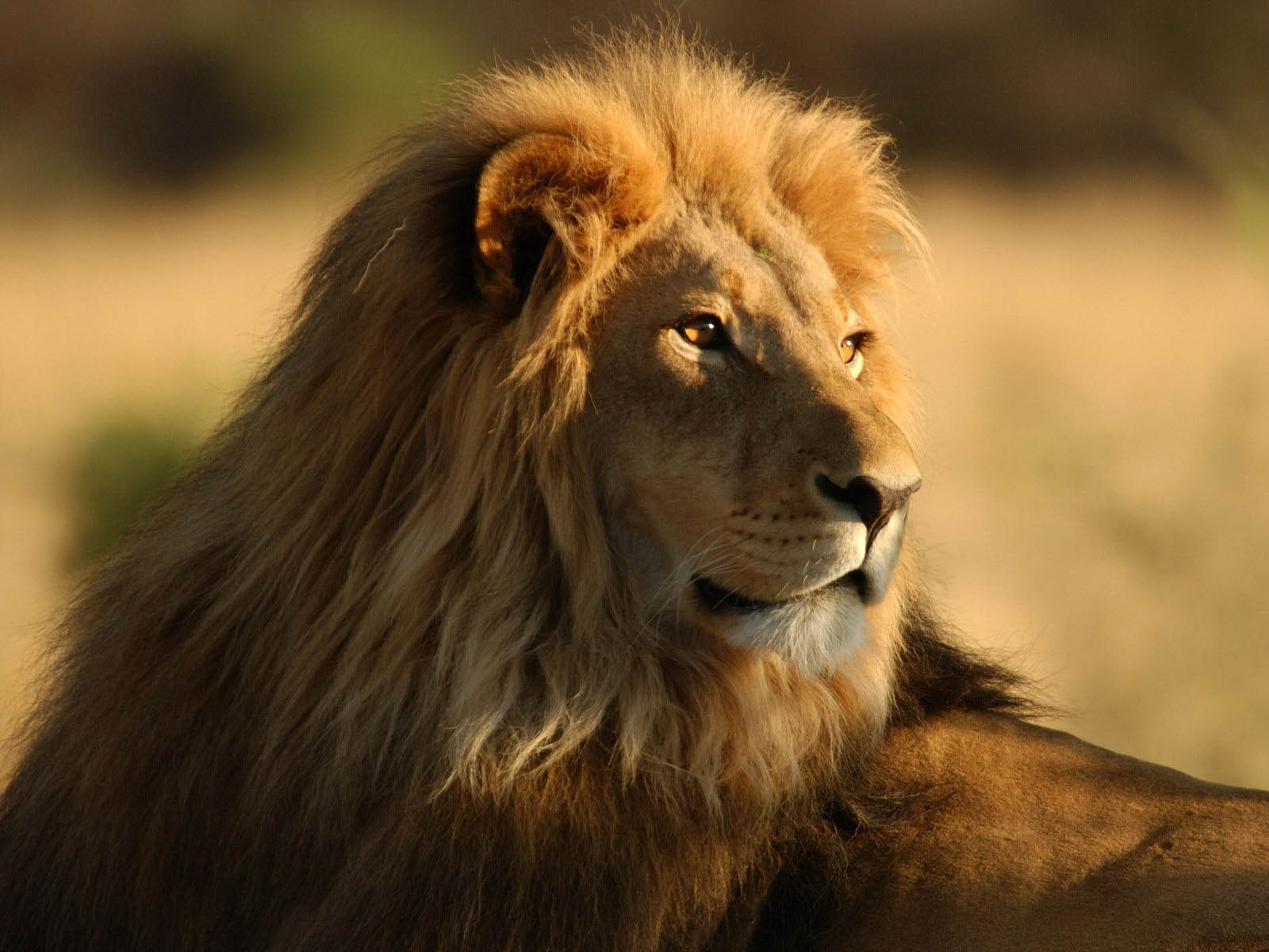 Male Lion Images 4k Background Wallpapers
