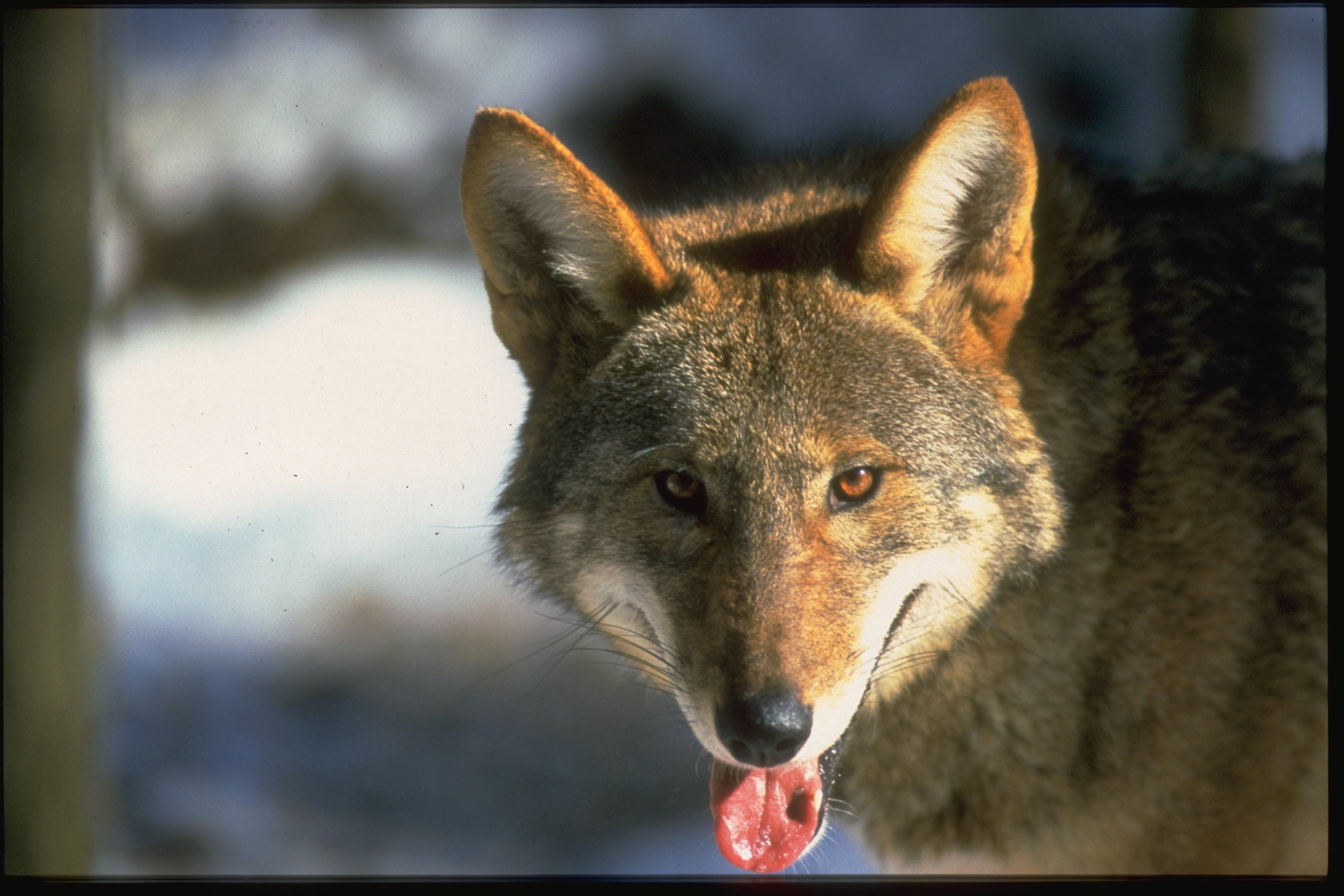 Mexican Red Wolf Images Download