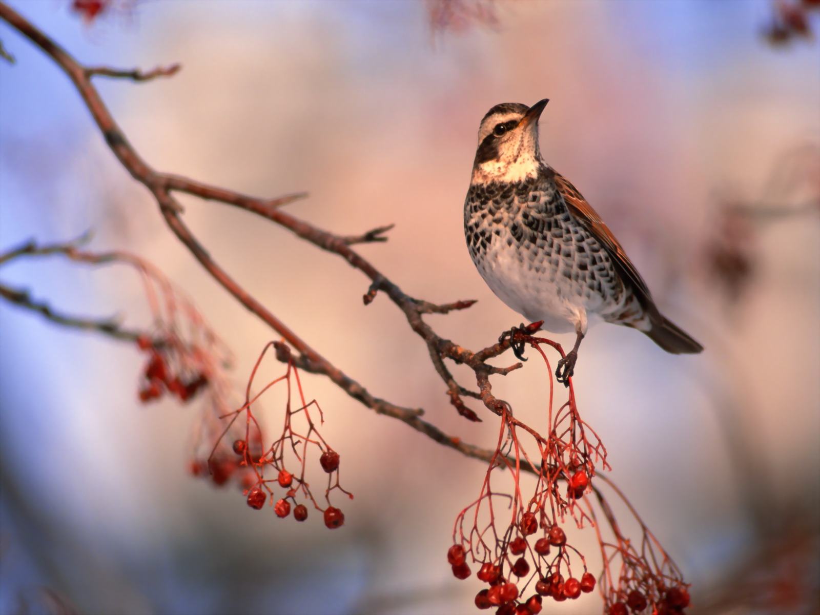 mobile desktop background amazing images of birds download