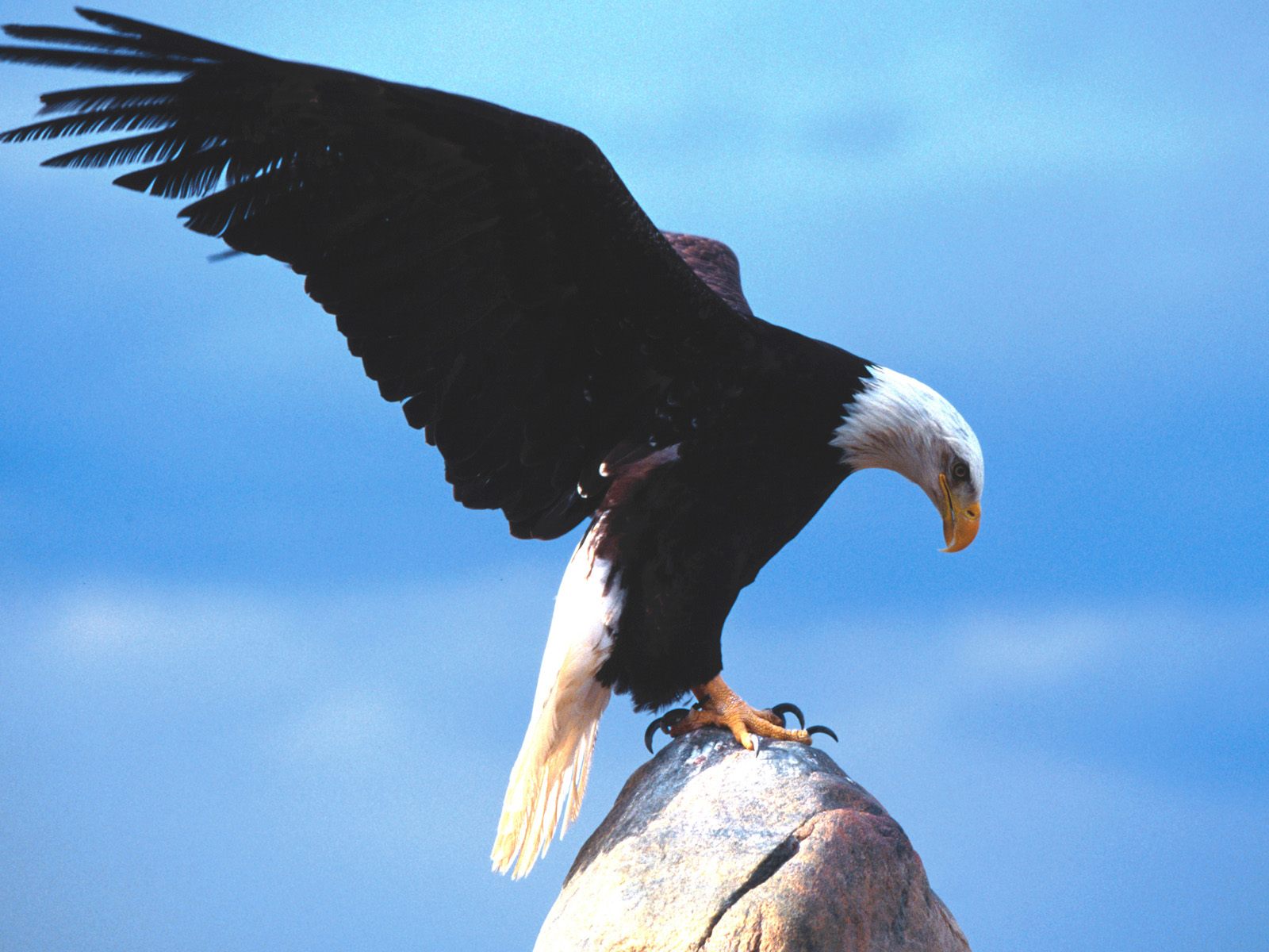 mobile desktop background american bald eagle photos
