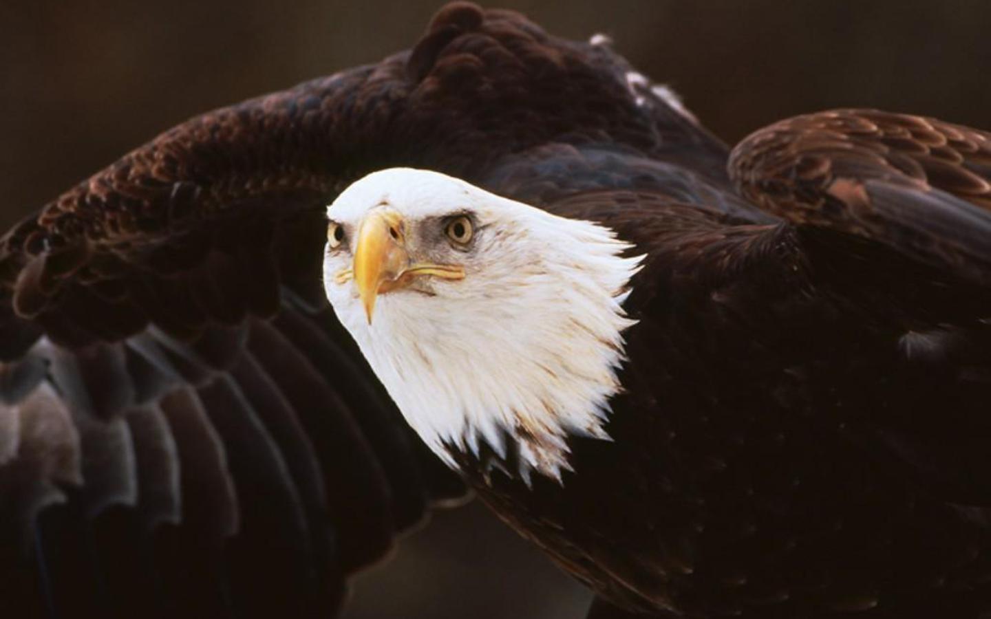 Mobile Desktop Background American Bald Eagle Pics