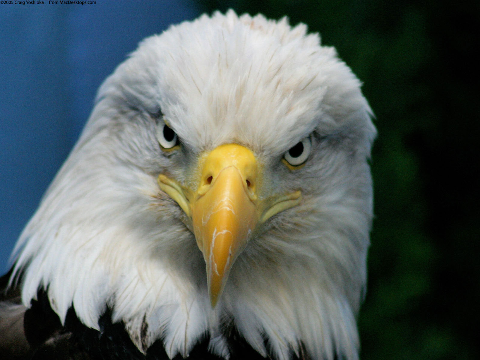 Mobile Desktop Background American Eagles Images