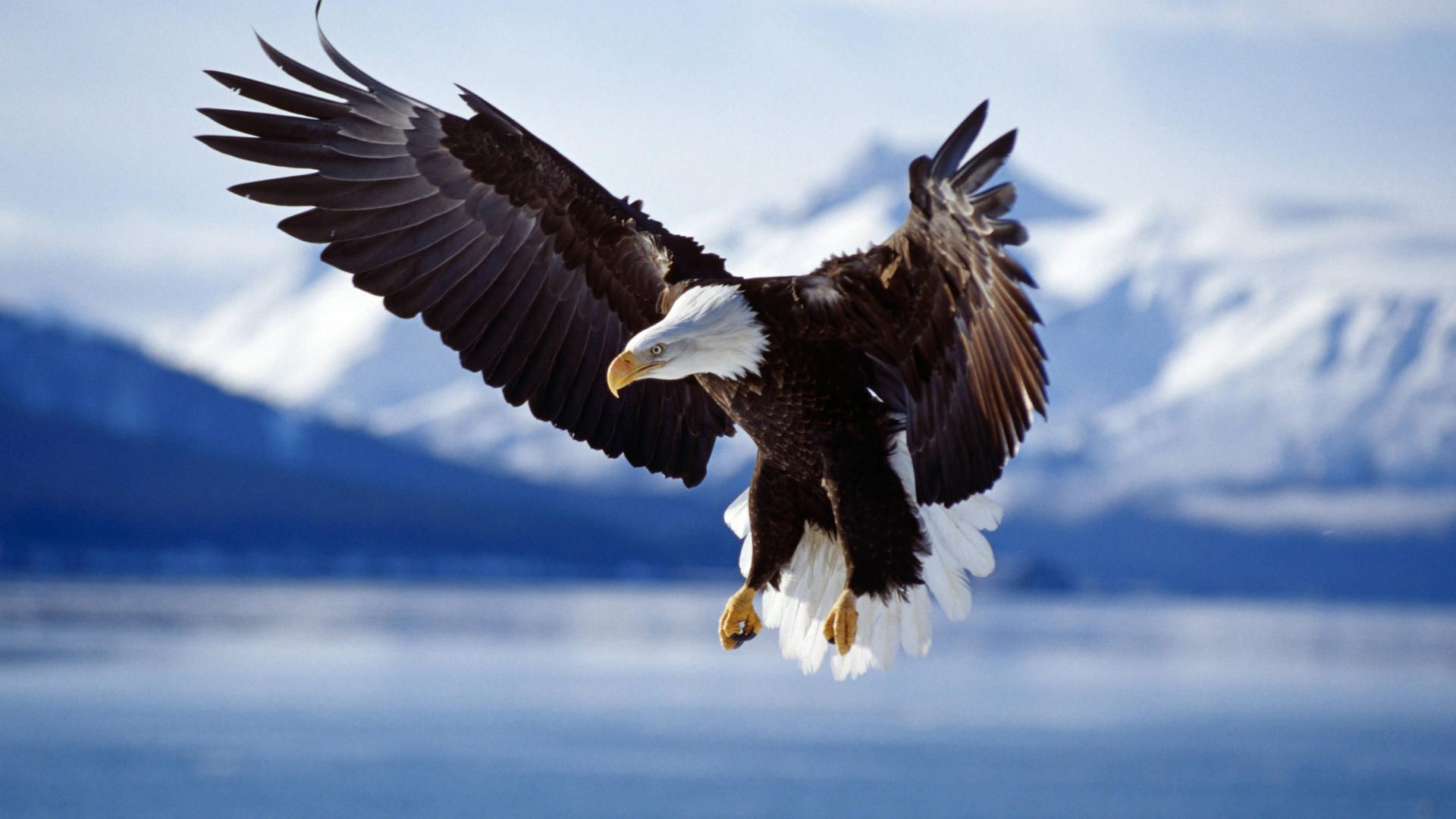 Mobile Desktop Background American Flag Bald Eagle Pics Download