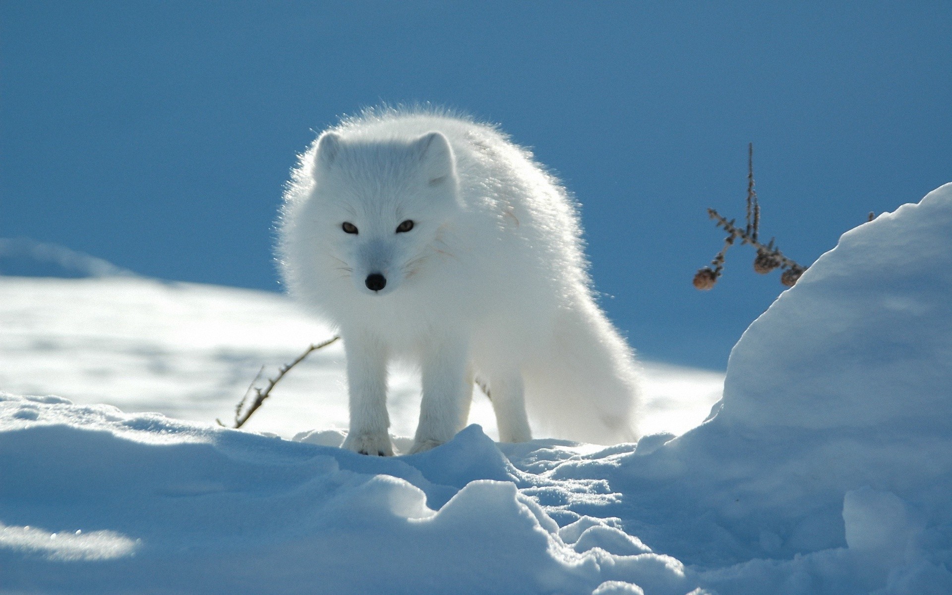 mobile desktop background arctic fox pics for kids download