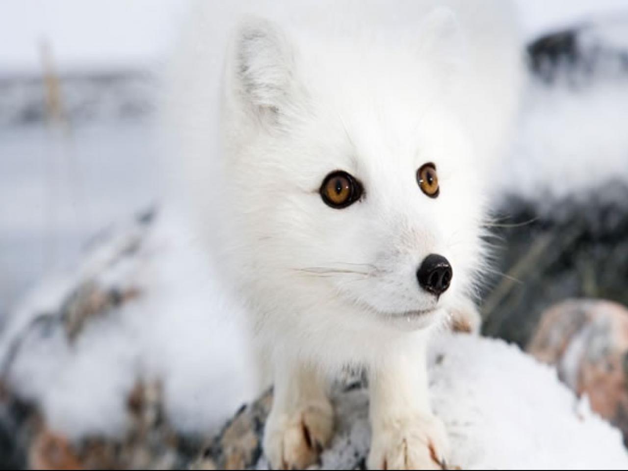 mobile desktop background arctic fox pictures and facts download