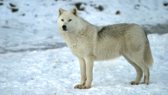 Mobile Desktop Background Arctic Wolf Facts And Pictures Download